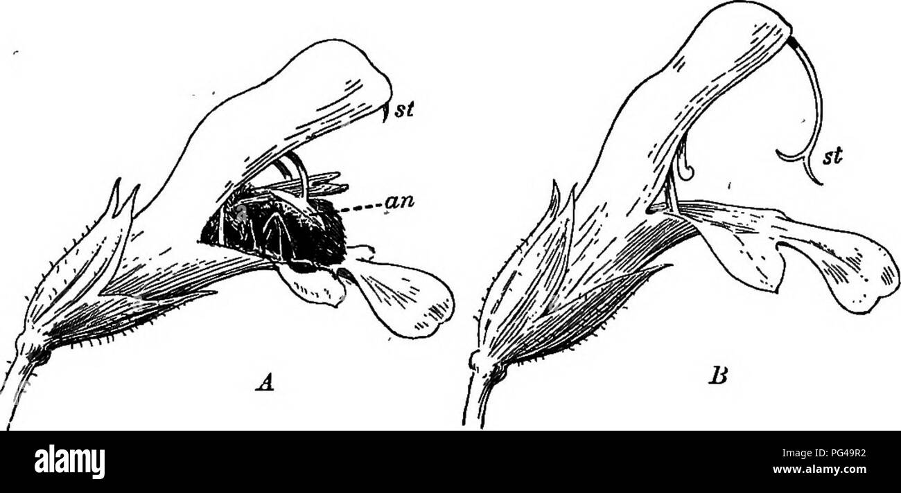 . Fondements de la botanique. La botanique, la botanique. ECOLOGT DE FLEURS 365 436. Les mouvements des organes floraux pour aider à la pollinisation. - En plus de la lenteur des mouvements qui les étamines et pistil faire dans des cas comme ceux de l'Olerodendron et la mauve, déjà décrites, les parties de la fleur admettent souvent considérables et des mouvements plutôt rapide pour aider les visiteurs de l'insecte de devenir dépoussiéré ou enduite de pollen. Dans certaines fleurs dont les étamines, effectuer des mouvements rapides lorsqu'un insecte entre, il est facile de voir comment directement. II II la FIA. 258. - Deux ventilateurs de sauge commune, l'un d'entre eux ont visité par une abeille. Olivier Banque D'Images