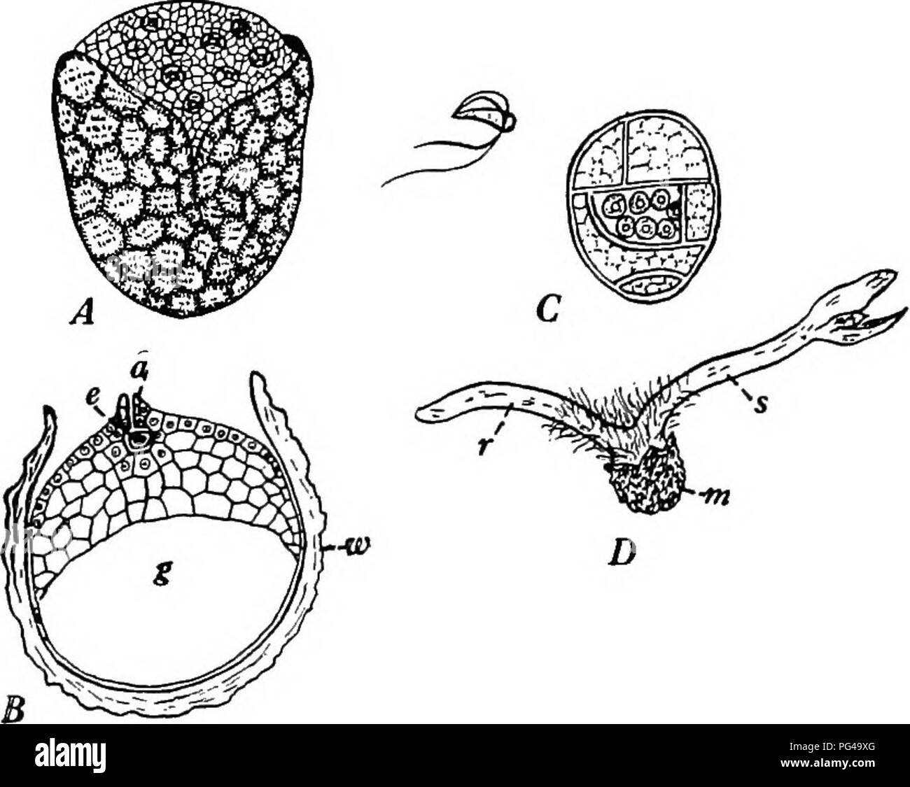 Ce texte botanique fournit des informations complètes sur le stade gamétophyte des plantes, avec un accent particulier sur *Selaginella*. Il traite de la structure du gamétophyte femelle et de son développement, offrant un aperçu de la reproduction végétale et du cycle de vie des plantes vasculaires. Banque D'Images