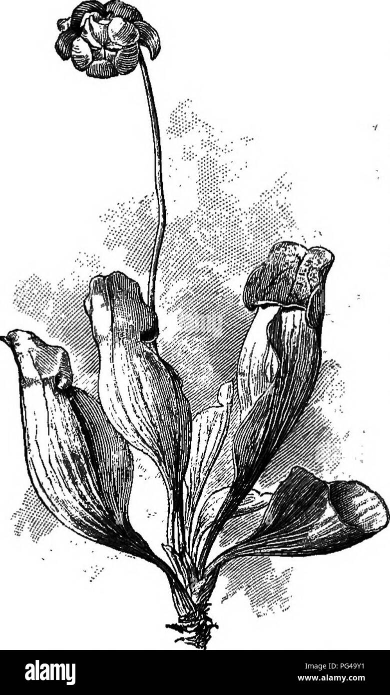 . Fondements de la botanique. La botanique, la botanique. 340 409 Fondations de botanique. Messmates.^ - Plantes de caractère très divers qui^ vivre plus étroitement ensemble à l'avantage des deux parties, peut être appelé messmates, puisque d'une façon ou d'autre ils divisent l'approvisionnement alimentaire entre eux. Bactéries vivent dans col- ionies entre root- tubercules sur les racines de certaines plantes, par exemple, les haricots, les pois, lu- j pines, vesces, et clover (Fig. 236), et de rendre les plus grands services à l'usine dans laquelle les racines appartiennent, d'où ils tirent également de la nourriture et un abri. Ces plantes ne se développent pas root Banque D'Images . Fondements de la botanique. La botanique, la botanique. 340 409 Fondations de botanique. Messmates.^ - Plantes de caractère très divers qui^ vivre plus étroitement ensemble à l'avantage des deux parties, peut être appelé messmates, puisque d'une façon ou d'autre ils divisent l'approvisionnement alimentaire entre eux. Bactéries vivent dans col- ionies entre root- tubercules sur les racines de certaines plantes, par exemple, les haricots, les pois, lu- j pines, vesces, et clover (Fig. 236), et de rendre les plus grands services à l'usine dans laquelle les racines appartiennent, d'où ils tirent également de la nourriture et un abri. Ces plantes ne se développent pas root Banque D'Images