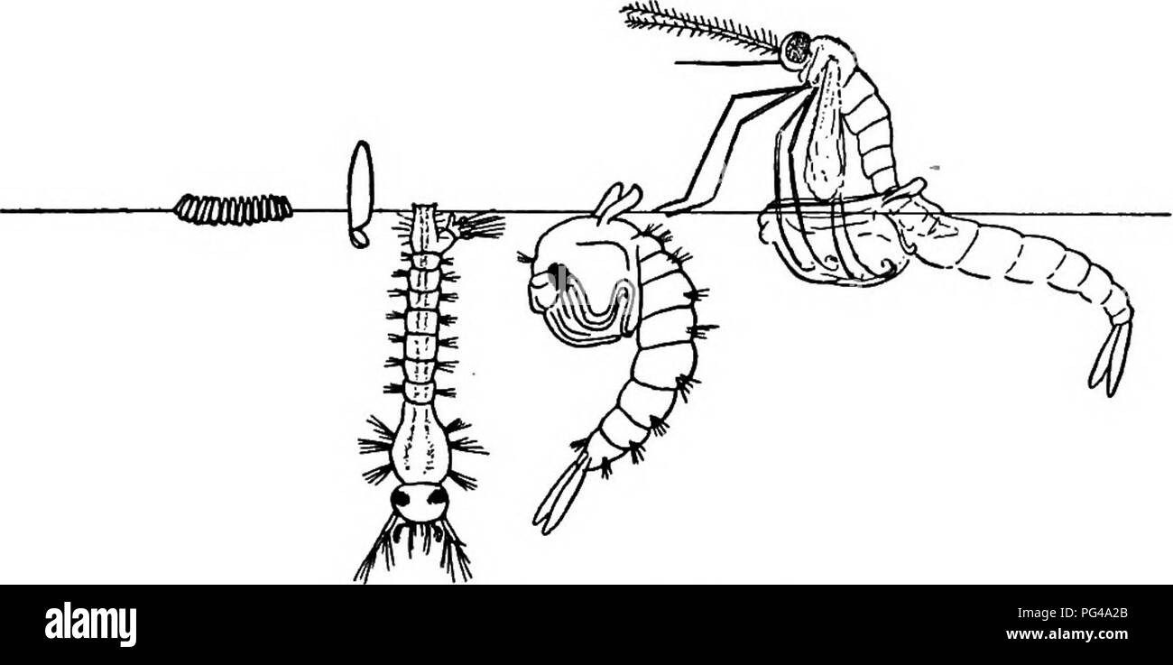 Ce manuel destiné aux enseignants et aux élèves propose une étude des insectes, en se concentrant sur les espèces nuisibles telles que les moustiques et leur rôle dans la transmission de maladies comme le paludisme. Il comprend des méthodes d'identification et des informations écologiques. Banque D'Images