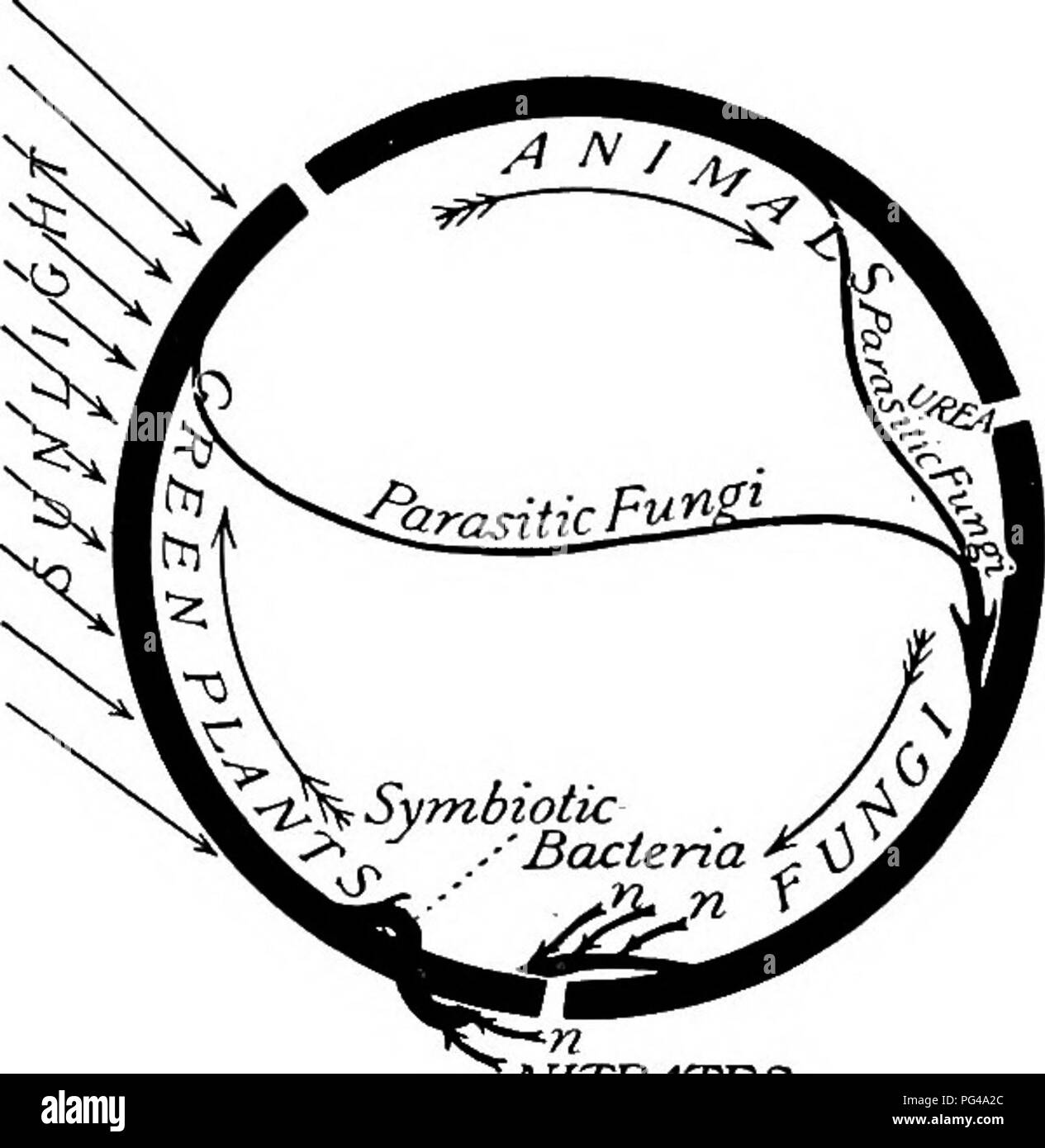 . L'étude de la nature et de la vie. L'étude de la nature. Plantes FLOWERLESS 441 toujours couché comme ils sont tombés, et nous avons une photo de ce que serait la nature sans le travail bénéfique de champignons ; c'est, qu'ils causent la carie. Ils retournent à la terre mère le mat- ter qui a vécu, qu'il peut vivre de nouveau. Sans eux tous les aliments disponibles dans le monde allait bientôt être enfermés dans des formes mortes, et la vie nouvelle serait impossible. C'est un point épineux plutôt ; mais il peut être attaclced dans une manière simple et directe en demandant aux enfants : " d'où vient la nourriture ? Quelle est sa dernière ou la source ultime ? » Ils Banque D'Images