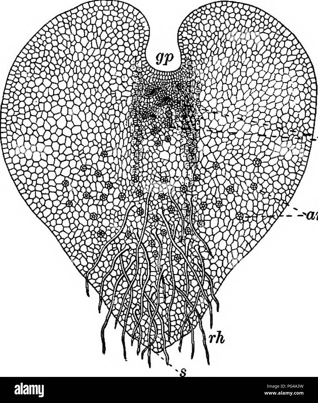 Ce manuel de botanique traite de la reproduction des ptéridophytes, en se concentrant sur les cas de spores et les spores. Il explique le processus de reproduction asexuée et les mécanismes impliqués dans la dispersion des spores, contribuant à l'étude de la reproduction des plantes chez les fougères et autres plantes non florissantes. Banque D'Images