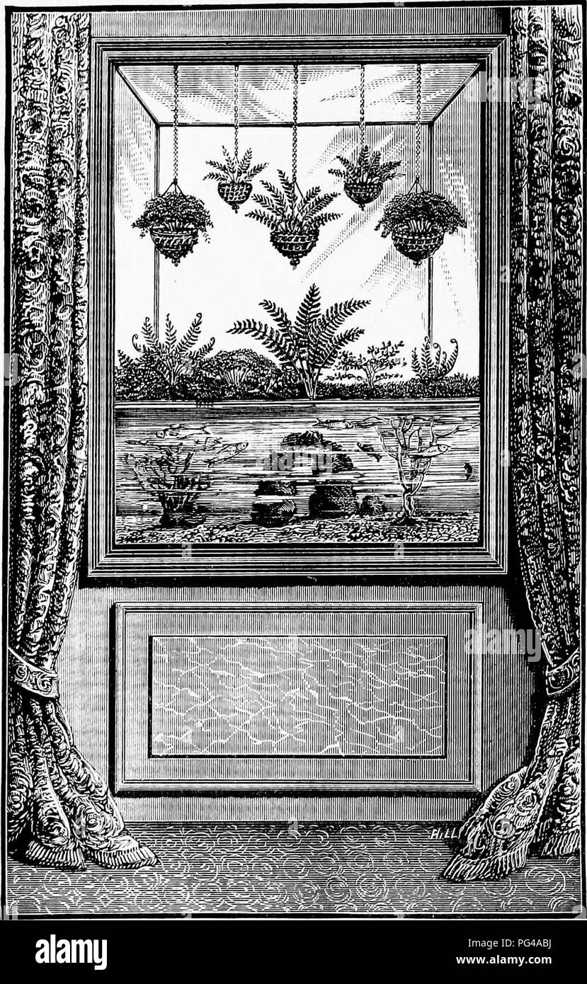 . Les aquariums d'eau douce : leur construction, l'arrangement, et la gestion, avec une information complète sur les meilleures plantes d'eau et animaux de la ferme pour être tenu, où et comment les obtenir, et comment les garder en santé. Les aquariums. FIG. 28. AQUARIUM ET FERNERY COMBINÉS.. Veuillez noter que ces images sont extraites de la page numérisée des images qui peuvent avoir été retouchées numériquement pour plus de lisibilité - coloration et l'aspect de ces illustrations ne peut pas parfaitement ressembler à l'œuvre originale.. Bateman, Gregory Climenson. Londres, L. U. Gill Banque D'Images