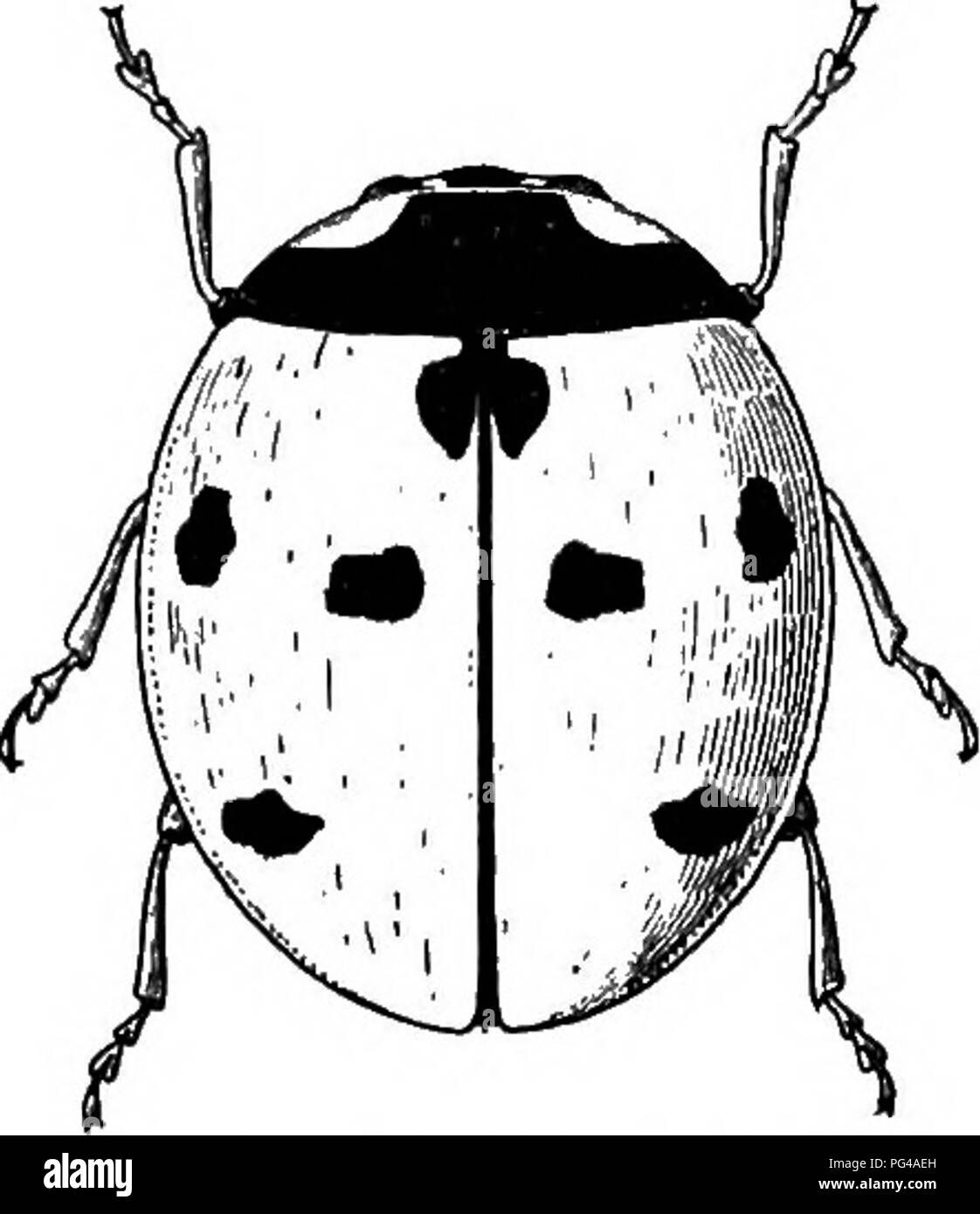 . Les insectes utiles et nuisibles ; une introduction à l'étude de l'entomologie économique. Les insectes ; les insectes utiles ; les insectes nuisibles. 44 Les insectes utiles et nuisibles de la commune de terminal. Les palpeurs sont légèrement l'ascidie. Il y a quelques quarante espèces de lady-bird dans ce pays, et, au moins, deux mille dans le monde. L'une de nos espèces les plus courantes (Coccinella septempunctata) est rouge, avec sept points noirs sur l'aile-couvre. Le coléoptère vole bien, mais se déplace lentement. Comme la larve, il se nourrit sur les pucerons, mais est beaucoup moins vorace que dans son état antérieur. En situation d'alerte, la beetle retire sa Banque D'Images