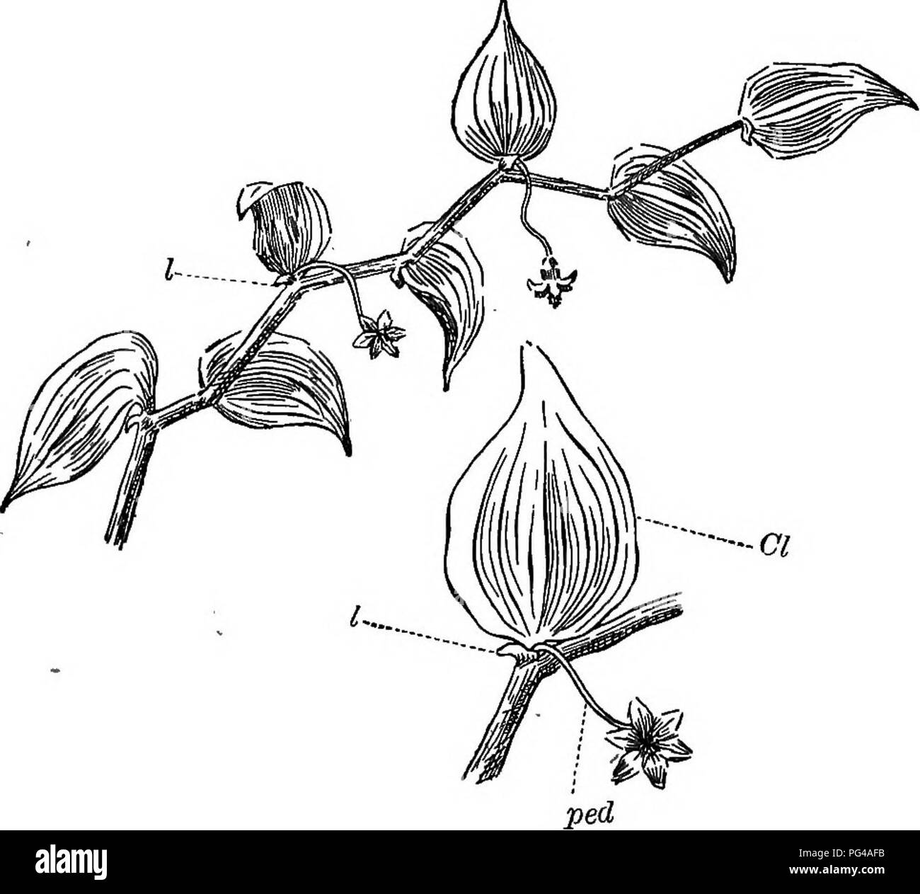 . Éléments de botanique. La botanique, la botanique. Les tiges. 61 usines comme la jussie et le pissenlit être coupée à une fraction d'un pouce de longueur. Il peut prendre sur-racine apparemment comme des formulaires, comme dans beaucoup d'herbes et de laîches, ou devenir épaissi par dépôts souterrains de l'amidon et d'autres aliments végétaux, comme dans l'iris, la pomme de terre, et le crocus. Formes de cellules souches condensés peuvent exister au-dessus du sol, ou, d'autre part,. Fig. 39.---Tige de la "Smilax" &lt;Myrsipliyllum). I, de l'échelle-comme des feuilles ; EC, cladophyll, ou à une feuille, la direction générale de plus en plus à l'aisselle des feuilles^ ; ped, fleur-tige, poussant dans l'aisselle d'une Banque D'Images