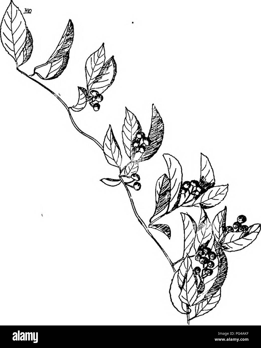 . L'histoire naturelle de la ferme : un guide pour l'étude pratique de la sources de notre vivant dans la nature sauvage . L'histoire naturelle. Histoire naturelle de l'OP LE FERME (Celastrus scandens) est peut-être le plus grand de ces, et a le meilleur développement des tiges ligneuses. Elle pousse sur les collines boisées. Le Menispermum canadense (moonseed) est un demi-twiner ligneuses que les dépassements des buissons dans les fourrés humides. C'est l'un des meilleurs de vigne en ombragé. Fig. 122. Doux-amer, avec des fruits non décachetées. endroits, et il a beau feuillage. Les grandes feuilles festonnées se chevauchent entre le haut et le sol lik Banque D'Images