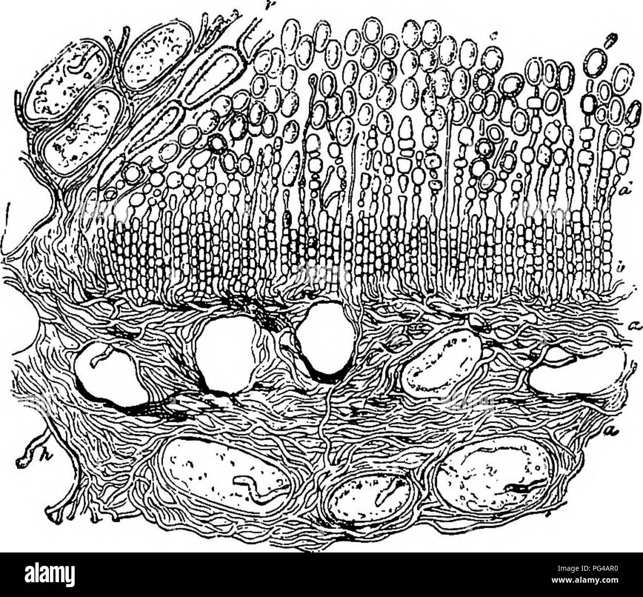 . Les maladies des plantes induite par les parasites cryptogamiques : introduction à l'étude des champignons pathogènes, slime-Champignons, bactéries, algues &amp ; . Les maladies des plantes ; plantes parasites, champignons. PEEIDERMIUM. 415, la direction générale de la vie poussent sur l'anneau avec une vigueur accrue, et même d'essayer de fermer au cours de la partie lésée. Cette croissance irrégulière, s'est poursuivie dans de nombreux cas, depuis des années, pro- duces de sections anormale (fig. 248). Le mycélium se développe hors de la force centrifuge, les malades afin que les blessures continuent de s'élargir, et la maladie devient facilement remarquable en raison de la profonde satellite un Banque D'Images