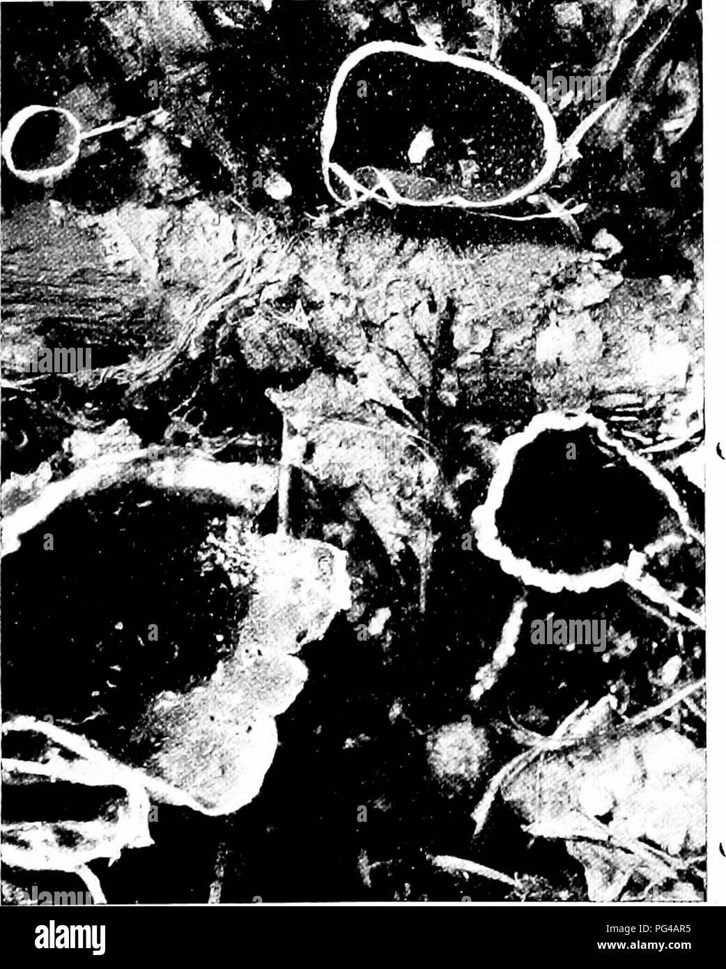 . Les champignons du Minnesota ... Botanique ; les champignons. La Figure 115. S.^rcoscypha coccinea Figure 114. Spathularia clavata à l'extérieur, couverte de longs poils blancs formant une bordure à la marge, qui est plus ou moins incurvés, en forme de coupe, effilé vers le bas dans le quartier blanc mince tige velue ; s t e m 1-3 cm. de 2 à 3 mm. Les spores ; clair, elliptiques, 20 X Wji. J'il fait référence à l'shaggv coupe frangée. Sur la décomposition des brindilles, rarement à l'gromid, du printemps à l'au- tumn ; probablement comestible mais trop *â petites pour être important. UltNL Urnula craterium'LA Urne noir tasse 3-7 cm. de large, brun foncé à noir, squameuse ou Banque D'Images