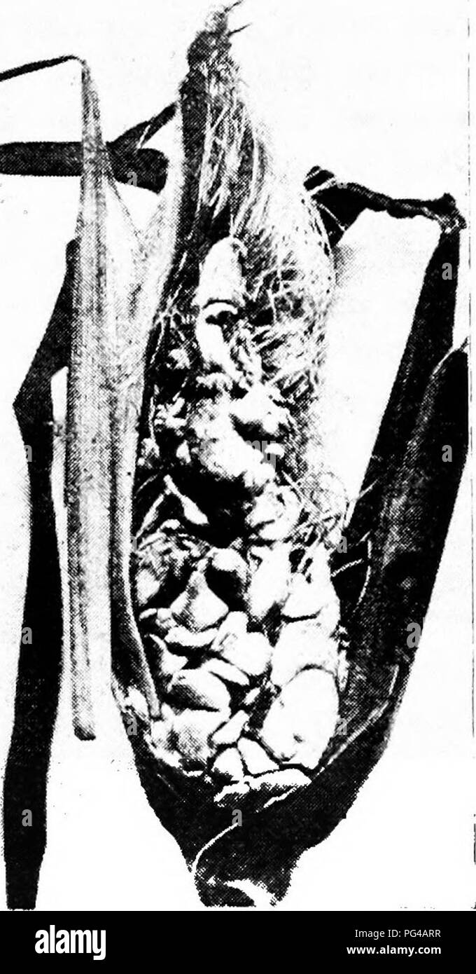 Cette illustration met en évidence les maladies du charbon qui touchent divers grains, comme le maïs, le blé et l'avoine. La présentation montre comment les smuts, y compris le charbon lâche et puant, infectent les cultures par le biais de spores transmises par le sol et par l'air. Banque D'Images