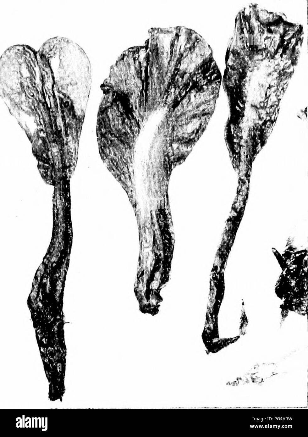 . Les champignons du Minnesota ... Botanique ; les champignons. Tasse de champignons 145 SARCOSCITHA Clé pour les espèces 1. Tasse 2 à 4 cm., 5. lOcciiica pas shaggy 2. Tasse 4-10 mm., shaggy 5. floccosa Sarcoscypha coccinea Red Cup Cup 2-4 cm. de large, la cicatrice de disque-^, laisser à l'extérieur une witli wliite vers le bas, plus ou moins irrégulières ou en forme de coupe courte tige ;, 12-25 mm., rarement lac'c- ing, white-downv spores ellipsoïdes, 24-30 ; lO X/x. Le nom fait référence à la fructification rouge dur. Sur la décomposition des tiges et des branches, dans les bois. Mars à juin ; comestibles. Sarcoscypha floccosa Fringe Cup C jusqu'4-10 mm. IDE, disque écarlate.. Veuillez noter que ces i Banque D'Images