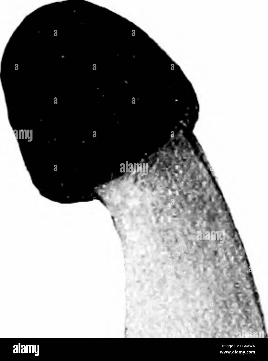 . Les champignons du Minnesota ... Botanique ; les champignons. La Figure 105. A'coxica erpa clé pour les espèces 1. Surface striée ou souches groo-ecl a. Tige mince, gris foncé à noir ; cap peu froissé, laciinosa b H. sombre. Stout, tige blanc ou blanchâtre ; cap beaucoup froissé, H. Blanc · .2. Élastique, lisse de la tige //. clastica Helvella Helvella lacunosa Dark ' C ap 2-4 cm. de large. 1-3 cm. parler à grav foncé ou noirâtre je presque noire, avec quelques crinkles au centre en forme de selle,, ;' 3-4-l(il)ed ; de 3 à 6 cm de la tige. bv 7-15 mm.. gra' au noir, promi- nentlv j nervuré et lengtliwise rainurées, creux, claire ; spores elliptiques, lisses, , Banque D'Images