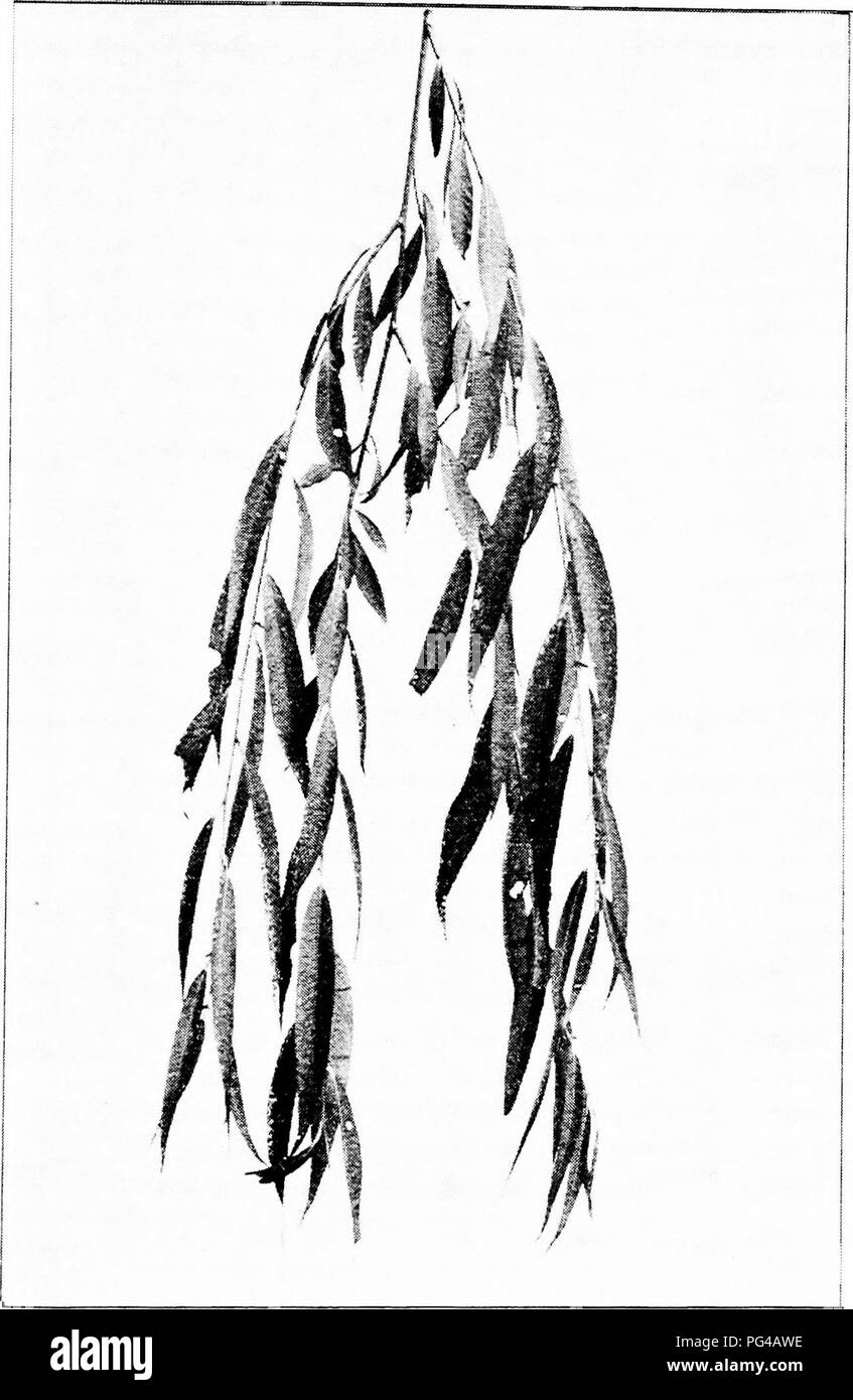 . Nos arbres et savoir les identifier : une étude de leurs habitudes populaires et leurs particularités . Les arbres. Saule pleureur. Saule pleureur, Saltx. babylomca Laisse 3' pour s'.. Veuillez noter que ces images sont extraites de la page numérisée des images qui peuvent avoir été retouchées numériquement pour plus de lisibilité - coloration et l'aspect de ces illustrations ne peut pas parfaitement ressembler à l'œuvre originale.. Keeler, Harriet L. (Harriet Louise), 1846-1921. New York : C. Scribner's Sons Banque D'Images