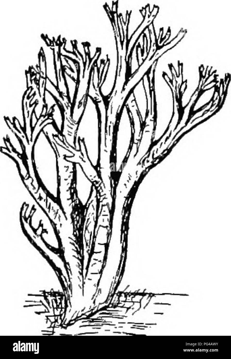 . La botanique pour les étudiants en agriculture . La botanique. Fig. 341. - Un Hydnum, un champignon dont l'hyménium est supporté sur dent-hke projet- tions. X |.. Fig. 342. -A- Basidio mycete, Clavaria, avec un très ramifiées sporo- phore. X |. lignes avec des tubes de pression interstitielle comme des ouvertures. Ceux-ci sont connus comme les champignons, et à cette famille appartiennent certains Toadstools, dont certaines sont comestibles (Fig. S40), et le support de plate-forme de champignons qui^-. Veuillez noter que ces images sont extraites de la page numérisée des images qui peuvent avoir été retouchées numériquement pour plus de lisibilité - coloration et l'aspect de ces illustrations ne peut pas par Banque D'Images