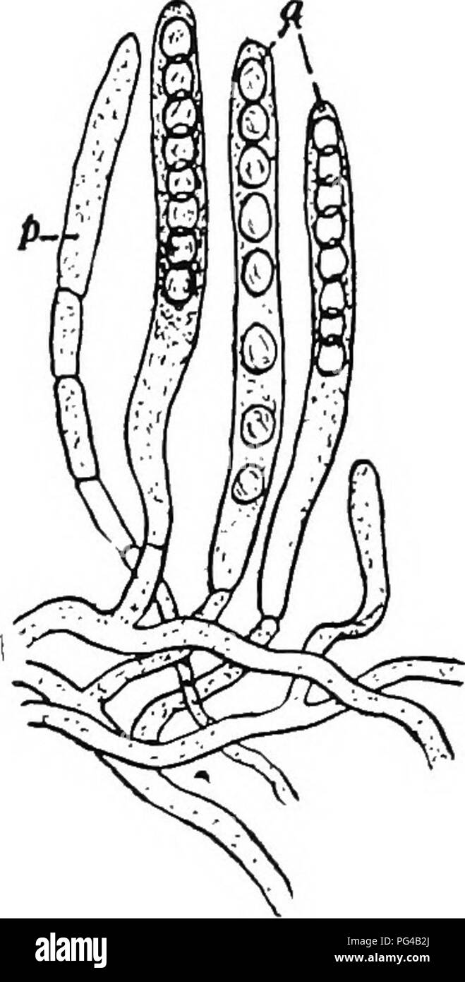 Cette image tirée de 'Botany for Agricultural Students' illustre la croissance et la reproduction des champignons morilles, en mettant l'accent sur leur reproduction asexuée via les ascospores. Les morilles poussent rapidement mais prennent le temps de développer un mycélium souterrain avant de fructifier. Les truffes, un autre ascomycète comestible, sont également mentionnées, connues pour leur grande valeur en Europe. Ces champignons jouent un rôle clé dans l'agriculture et la production alimentaire. Banque D'Images