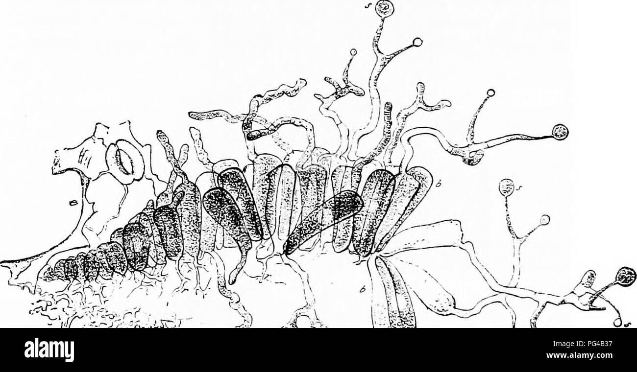 . Les maladies des plantes induite par les parasites cryptogamiques : introduction à l'étude des champignons pathogènes, slime-Champignons, bactéries, algues &amp ; . Les maladies des plantes ; plantes parasites, champignons. 366 UREDINEAE. dans la forme, de couleur jaune, et leur poil est assailli de tortue à projections. La manette-cellules se développent dans des tubes allongés, après l'achèvement de la formation des spores. Dans le vieiuity de la cicatrice d'un Caeoma-patch, la brindille devient brun et ses tissus sont imprégnés de résine, alors que les tissus sous-jacents à la patch mourir, même dans la moelle. Le ^ Hartig les enquêtes ont montré que cette même cause Melampsora Banque D'Images