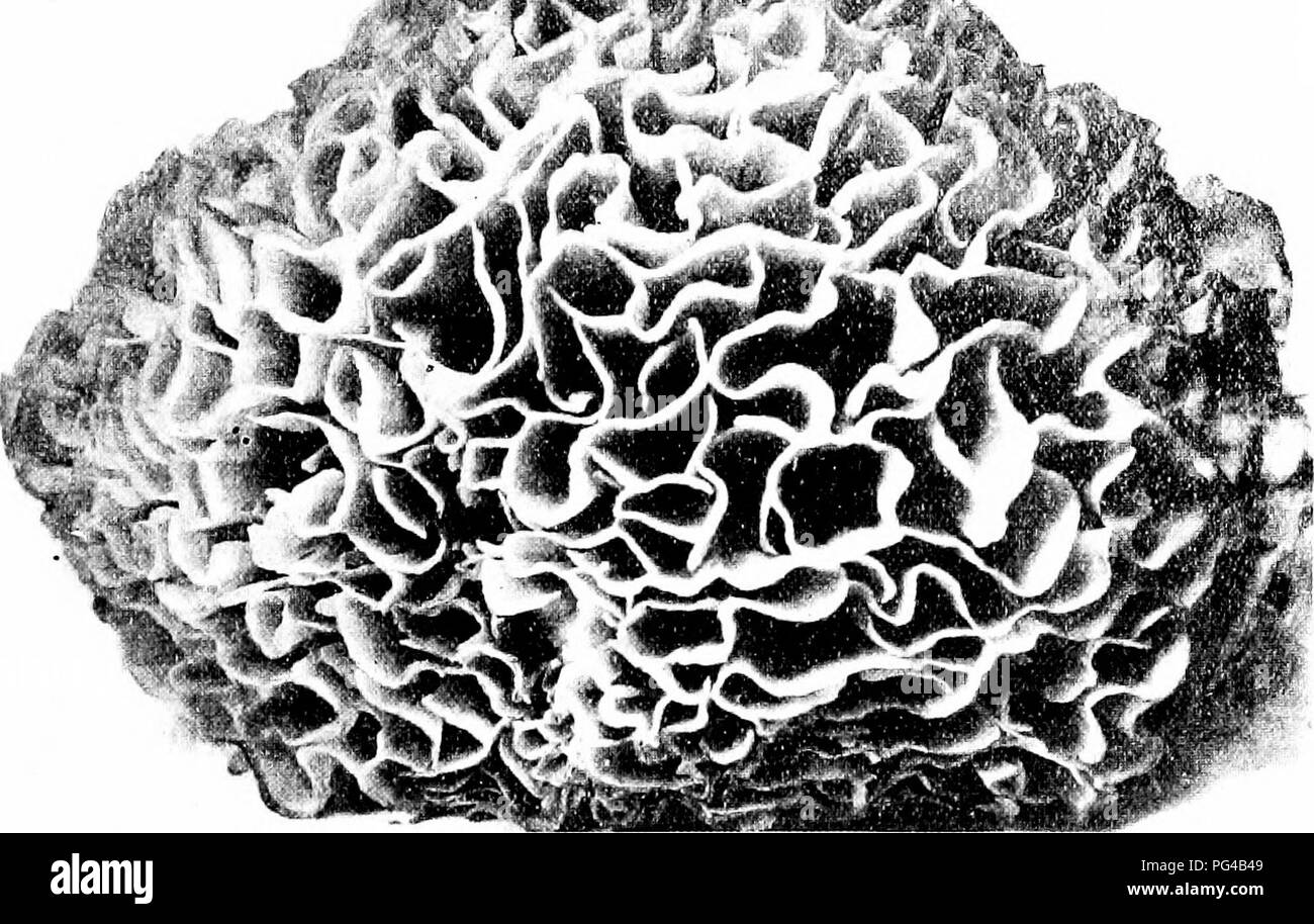 . Les champignons du Minnesota ... Botanique ; les champignons. Les champignons de corail 109 .SPAK.V.S.SI.S Cap très ramifiées formant un dense rusette de feuille plate-comme branches, l-'clible. Le nom signifie mis en pièces, et renvoie à la très ramificado pac. Sparassis crispa Cap Coral Leaf 10-50 cm. de large par 6 à 30 cm. de haut, "blanchâtre à jaunâtre, les branches des- quelles trans])arent, télévision, bouclé à la périphérie, s'est joint ci-dessous dans une racine-comme base ; spores jaunâtres, ellipsoïde, 5-6 &gt ;^ 3-4/j. Le nom fait référence aux branches recourbés. ()N dans grcund bois et de prairies, et d'été ; autunni délicieux.. Figure 73, Sp,k.vssis c Banque D'Images