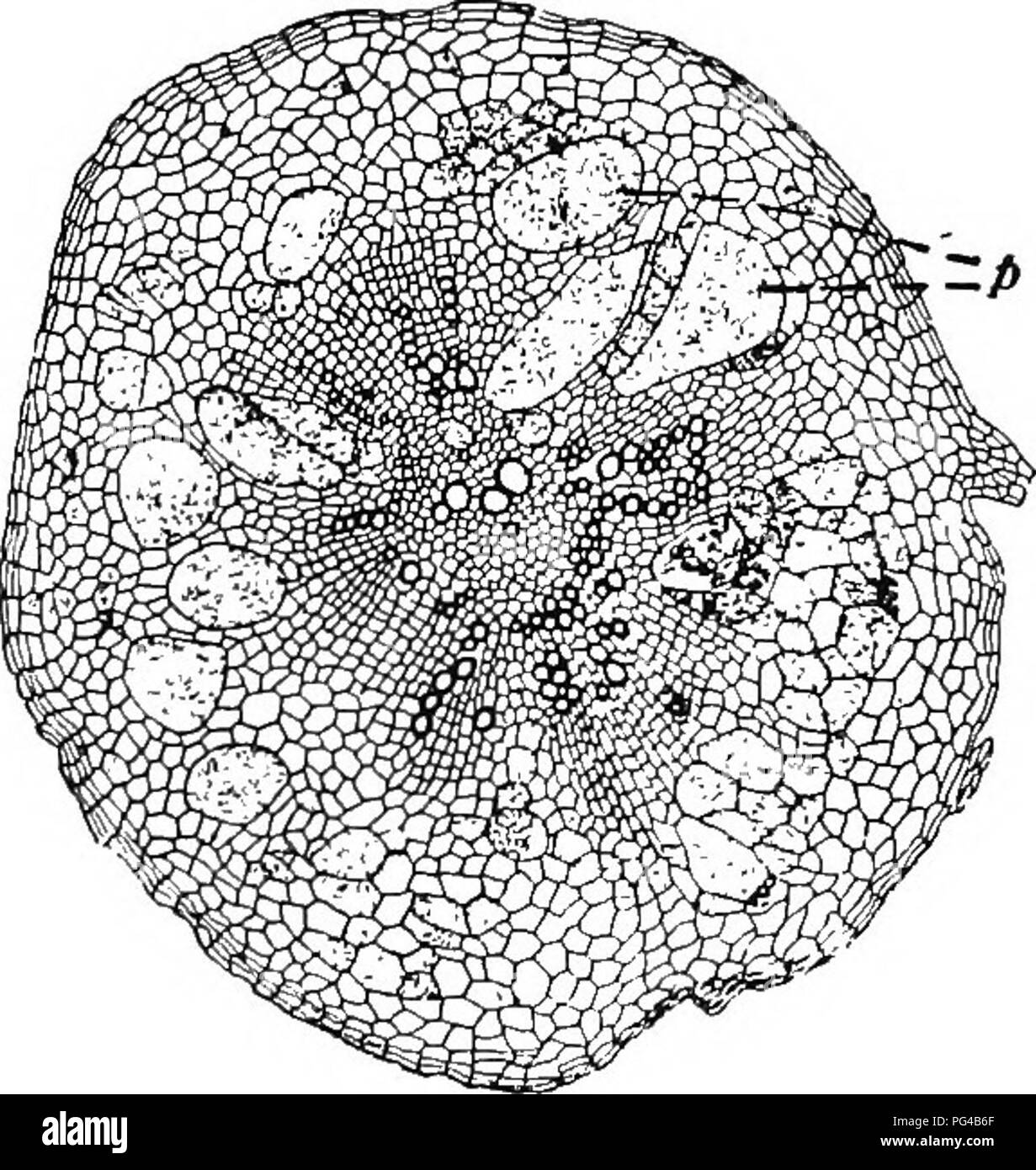 Ce texte agricole traite des Thallophytes et de la maladie des racines de club chez les plants de chou, causée par un Myxomycète parasite. La maladie affecte les racines et les tiges, empêchant la croissance du chou et conduisant souvent à la mort des plantes. Banque D'Images