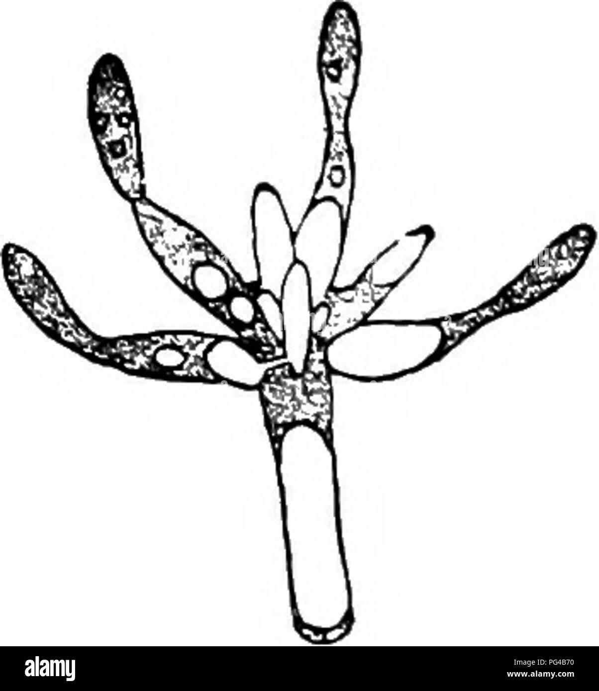 . Les maladies des plantes induite par les parasites cryptogamiques : introduction à l'étude des champignons pathogènes, slime-Champignons, bactéries, algues &amp ; . Les maladies des plantes ; plantes parasites, champignons. Fig. 175.-Tuburcinia trientalis. Spore- Fig. 176.-apex d'un genninating promy isolés- promycéliums masse ; plusieurs ont celium à partir de la Fig. 175 ; il porte un verticille de été produites et sont en train de former des branches, dont certaines ont fusionné par paires ; verticilles de branches. Woronin (après.) tous sont des conidies. Woronin (après.) espaces de l'essence et le parenchyme-croûte, aussi les navires. Les hyphes s'appliquer eux-mêmes c Banque D'Images