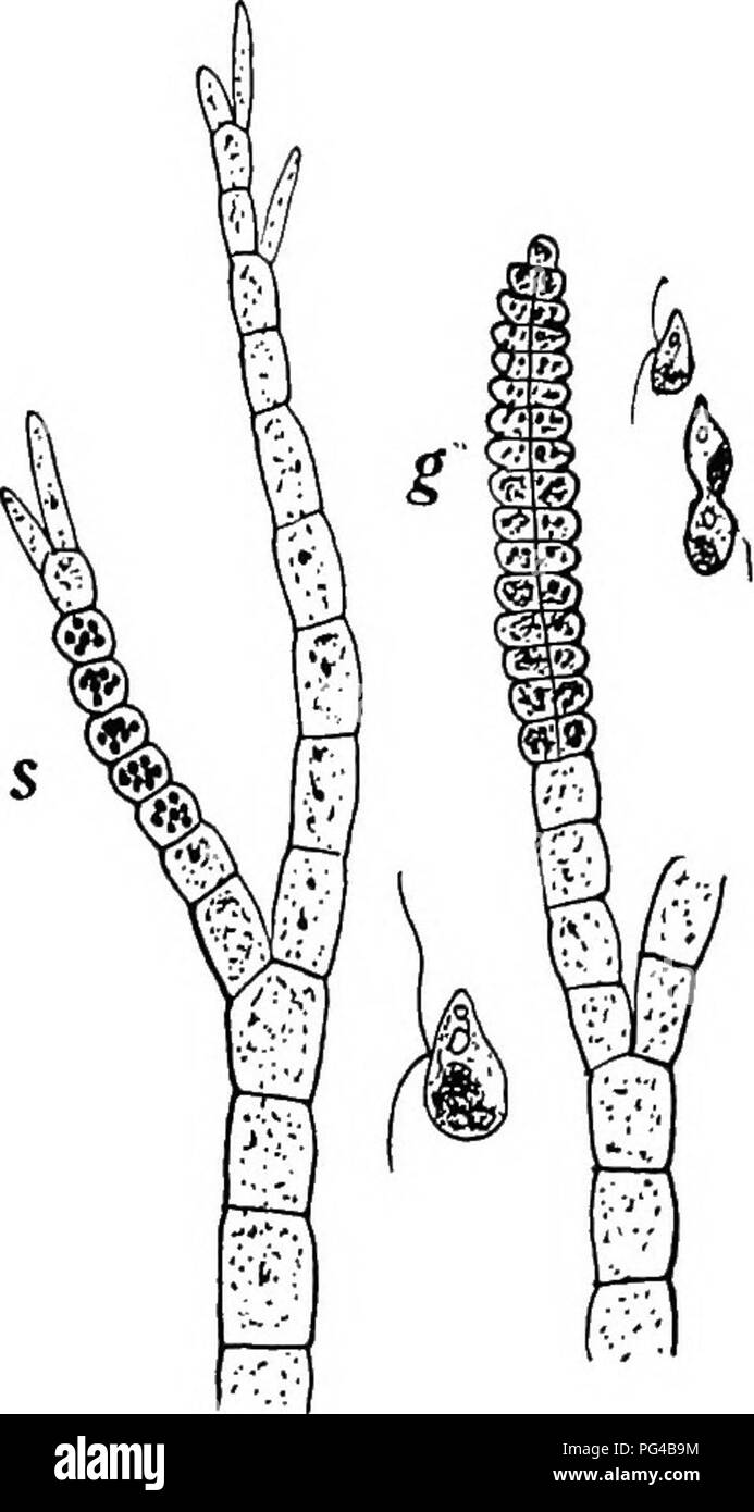 . La botanique pour les étudiants en agriculture . La botanique. Fucus ET GULFWEEDS (Fucales) 321 Les gamètes sont produits dans une structure multicellulaire connu comme gametangium, et, comme dans le cas d'un sporange, le gametan- gique peut être formé à partir d'une cellule dans le filament de cellules ou d'un terminal sur une branche latérale courte. Les petites cellules cubiques de la rédaction d'un gametangium sont proches les unes des autres et chacune. Fig. 276. - Deux portions de fila- ments d'Ectocarpus, repro- duction montrant. S sont affichés à rangia, spo- et entre les filaments, une zoospore. À g sont montré un jeu- tangium et un seul spermatozoïde et deux s Banque D'Images