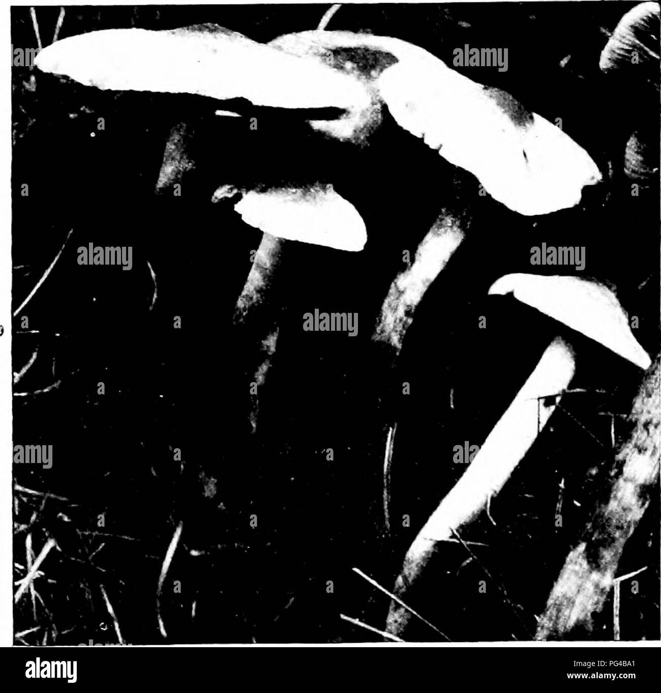 . Les champignons du Minnesota ... Botanique ; les champignons. ;6 champignons Stropharia aeruginosa MINNESOTA Strophaire Vert Cap 7-11 cm, -diviser, avec un mucus collant bleu-vert jaunâtre, comme le dernier dis- paraît, conyex au plan, plus ou moins umbonate ; tige 5-8 cm. de 6 à 12 mm., bleu- vert, collante, creux, sonnerie de plus ou moins déchiré, supérieur ; branchies. adnées pur sombre- ple ; spores brun violacé, elliptiques. S-10 X 4-5/j. Le nom fait référence à l'coyering visqueux vert. Sur le sol dans les prairies, l'été et l'automne : soupçonnés d'être toxiques, mais ce n'est pas attaqué. Stropharia stercoraria Stropharia jaune Cap 1-3 Banque D'Images