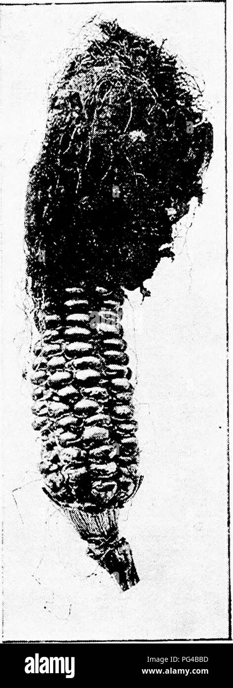 Ce texte explore les maladies des plantes causées par des parasites cryptogamiques, comme *Ustilago maydis*, qui infecte le maïs. Il couvre les champignons pathogènes, les mycoses, les bactéries et les algues qui affectent la santé des plantes. Banque D'Images