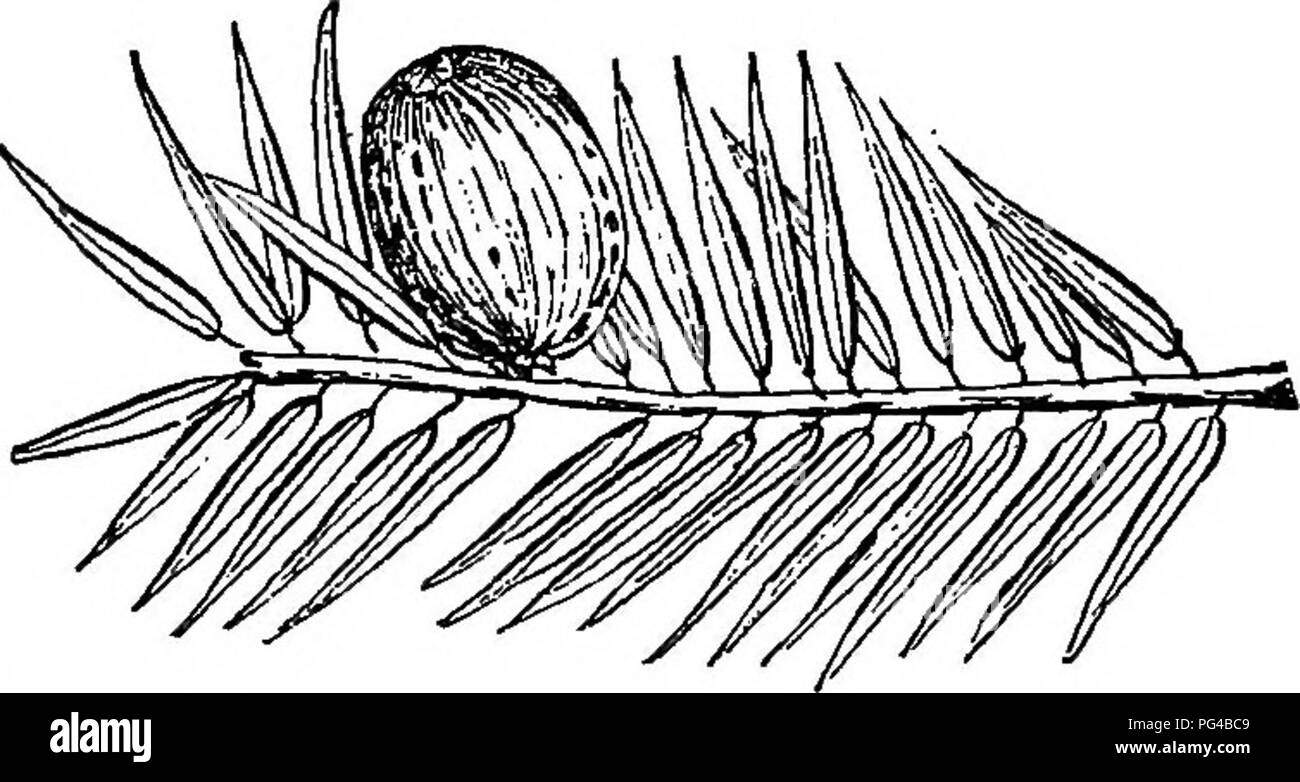 Ce guide forestier fournit des informations complètes sur la plantation, l'entretien et la gestion à long terme des arbres forestiers aux États-Unis. Il couvre à la fois la foresterie ornementale et axée sur le profit, en mettant l'accent sur des espèces comme le Ginkgo et le Torreyas. Le guide vise à aider à créer des forêts durables et bénéfiques. Banque D'Images