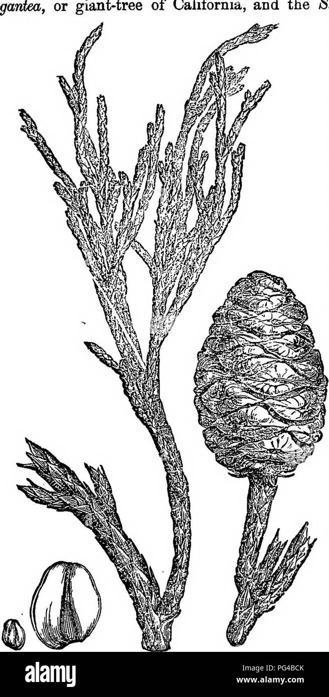 Cet ouvrage se concentre sur les pratiques forestières aux États-Unis et fournit des informations détaillées sur la plantation et l'entretien des arbres forestiers. Il met en évidence les séquoias de Californie (Sequoia sempervirens), qui se trouvent dans les bosquets de régions telles que Calaveras, Tuolumne, Merced et Mariposa, y compris le comté de Fresno, Californie. Banque D'Images