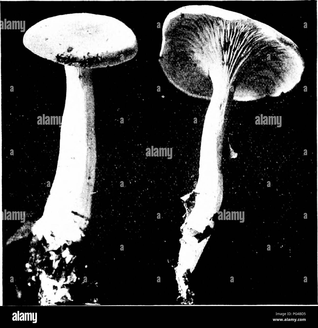 . Les champignons du Minnesota ... Botanique ; les champignons. Clitopilus prunulus CHAMPIGNONS MINNESOTA 58 Prune Haut Cap moyen, 5-12 cm. de large, blanche ou grisâtre, un peu plus ou moins, en poudre ne colle pas lorsqu'il est mouillé, convexe à l'avion, puis déprimé ; tige 3-7 cm. par 6-14 mm., blanc, l'autre, solide ; long decurrent branchies ; rose, rose ou vert, les spores ovoïdes- elliptique, pointue à une extrémité, 10-16 b/x. Commun sur la masse du bois, du printemps à la gelée ; cette espèce est également présente dans la forme abortive. Les deux formes sont délicieux, ECCILIA ce genre Clitopilus ressemble de près, mais s'en distingue par le cartilage durs-lik Banque D'Images