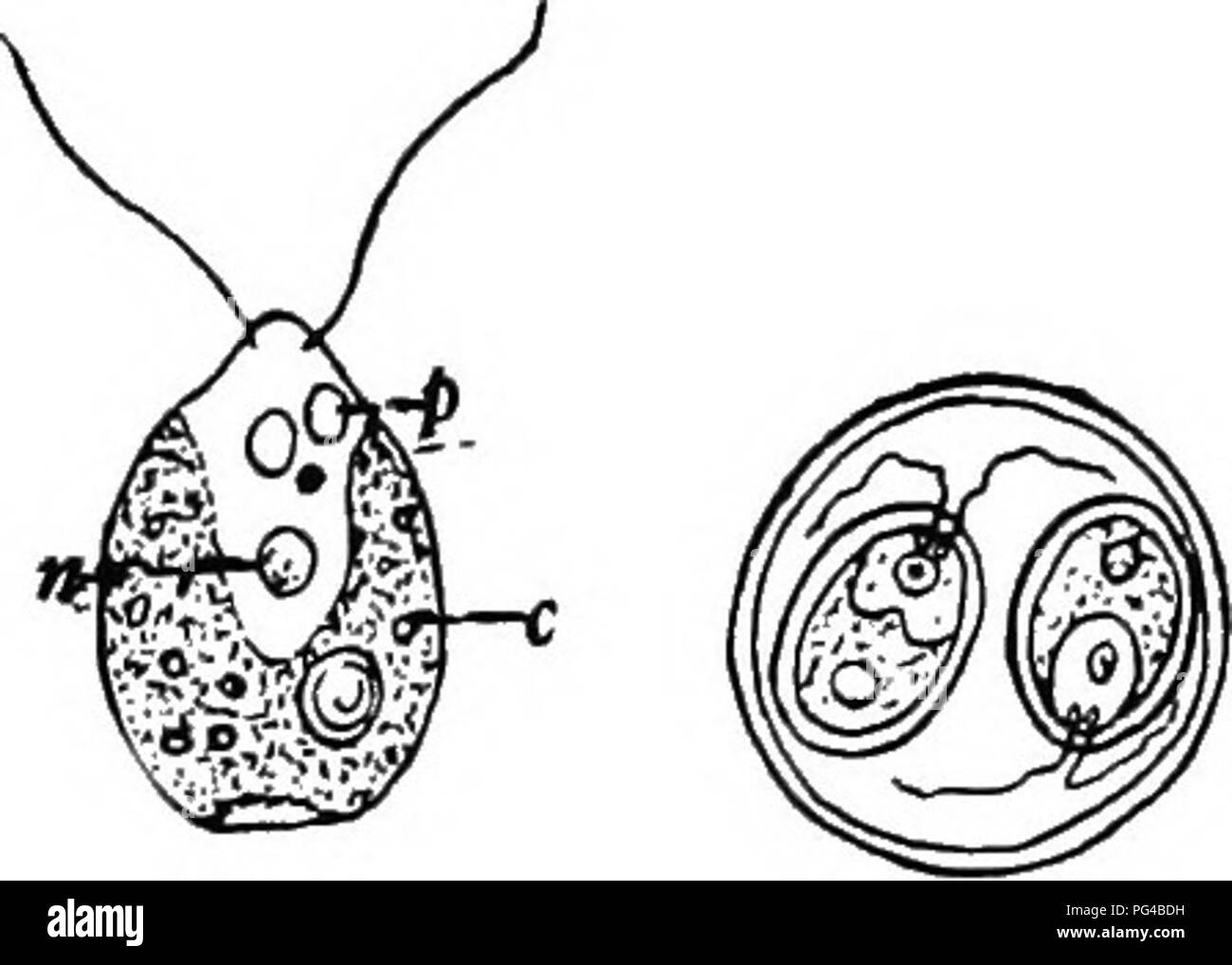 . La botanique pour les étudiants en agriculture . La botanique. Chalmydomonas 303. Chlamydomonas. - Chez Chlamydomonas (Fig. 259), qui est considéré comme l'un des plus simple des Volvocales, l'habitude de formation des colonies fait défaut et, par conséquent, chaque individu nage à propos de façon indépendante. Cette plante est commune dans l'eau douce et lorsqu'on la voit sur la natation sous le microscope peut être mal- prises pour un protozoaire, un des animaux unicellulaires auquel il ressemble. La plante se compose d'un corps plus ou moins étroitement des protoplastes globulaire investi par une fine membrane à travers laquelle les deux longs cils projet à la fin de l'avant il y a Banque D'Images