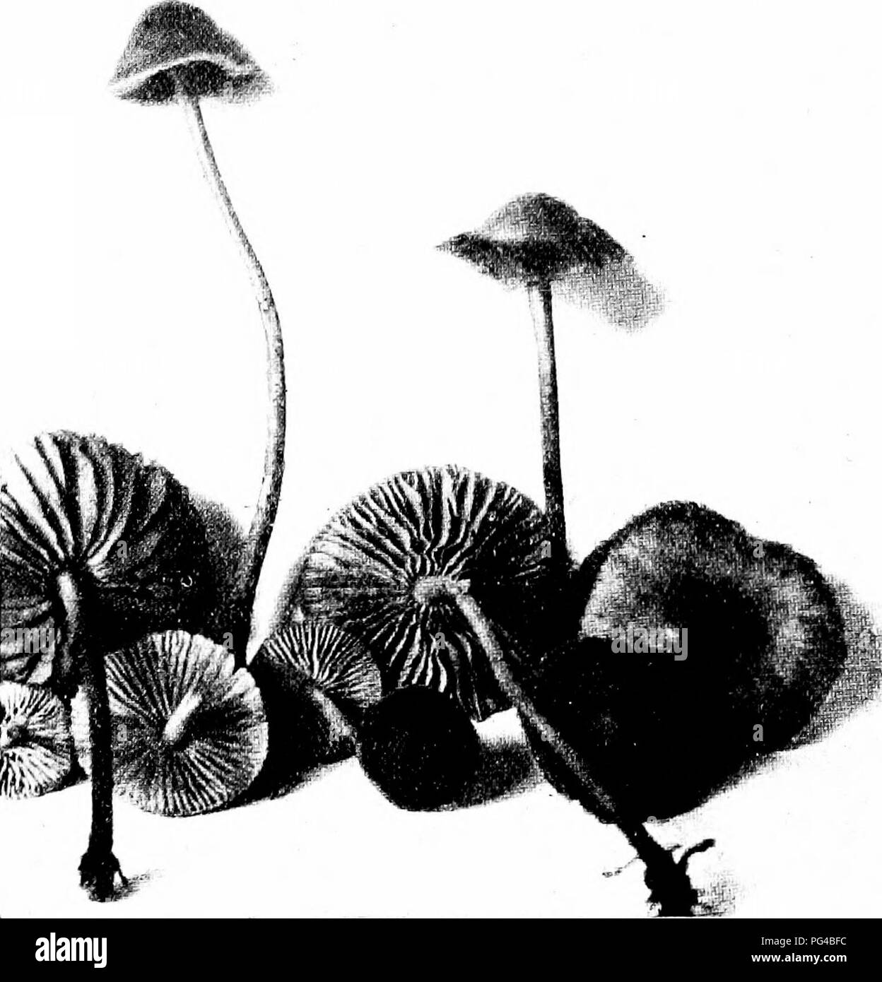. Les champignons du Minnesota ... Botanique ; les champignons. Marasmius peronatus CHAMPIGNONS GILL 45 souches d'amorçage Cap petite à moyenne, de 3 à 8 cm. de large, jaunâtre, beige ou brun rouge pâle, lisse, strié à la marge, convexe de télévision ; tige mince et dur, 5-8 cm. de 3-4 mm., blanchâtre ou jaunâtre, avec un downv couvrant qui sépare facilement, jaune ou densément--blanc à la base, laineux, farci puis creux ; branchies adnexed, puis libre, pâle à brun rougeâtre ; o les spores-'oid, 6-8 X 3 S/j. Le nom fait référence à la gaine-comme à la base de la tige. Sur le terrain commun dans les bois, à la gelée ; juin, âcre saveur mais hautement Banque D'Images