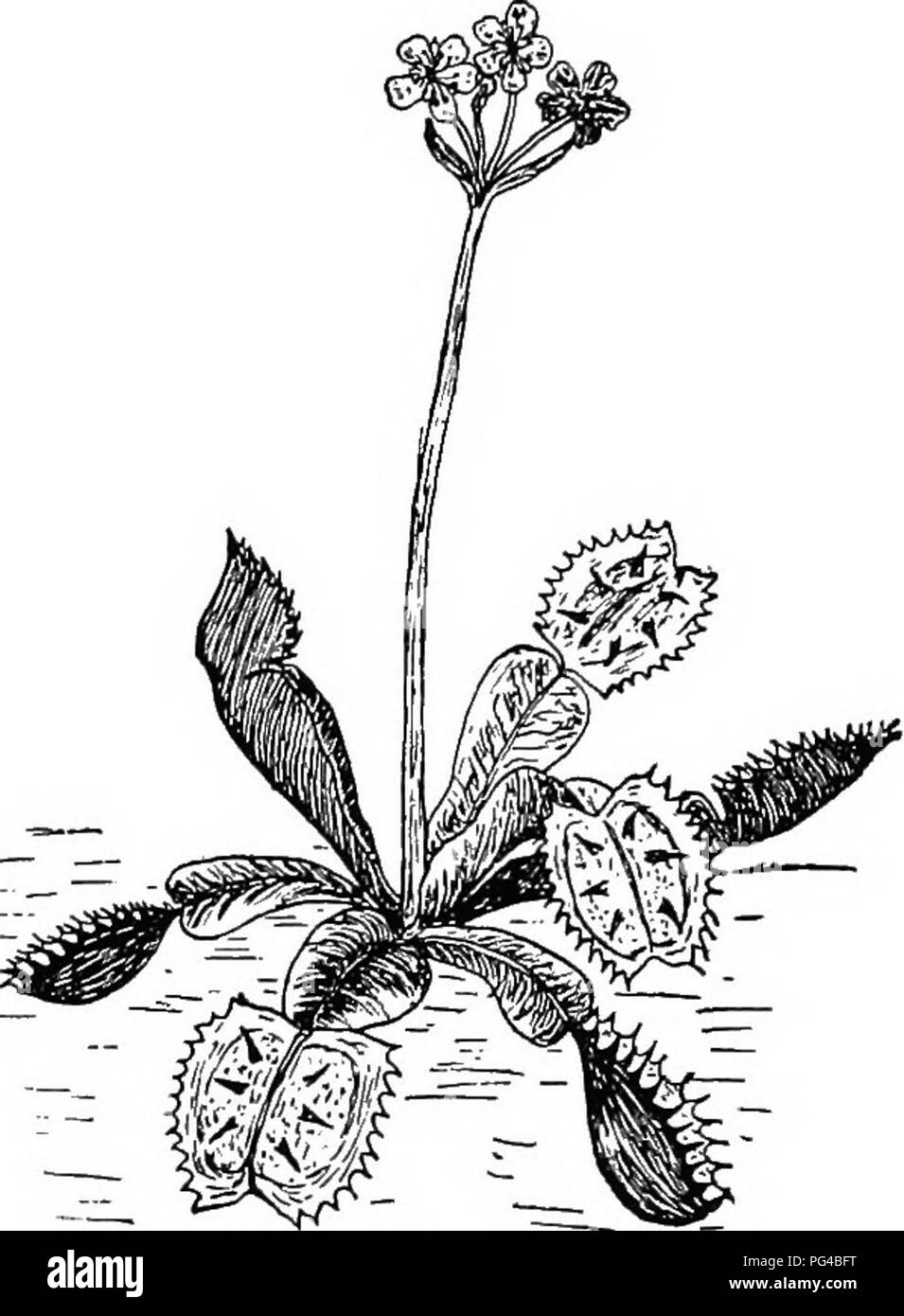 . La botanique pour les étudiants en agriculture . La botanique. Utilise DE LA NOURRITURE à 273 photosynthétique attraper des insectes. Plantes avec ces feuilles sont souvent appelées "plantes carnivores" ou "plantes insectivores." Le "de la Sarracénie " sont appelés ainsi parce que la feuille en forme de tubes d'urnes de diverses formes, qui contiennent de l'eau, et à ces pichets insectes sont attirés et ensuite noyé. {Fig. 245.) Les plantes dites "Rossolis" ont leurs feuilles étalées sur le sol et portent des poils sécréteurs. {Fig. 2Jfi.) Ces se- tions non seulement de s'emprisonner dans les sectes- mais les digérer. Je Banque D'Images