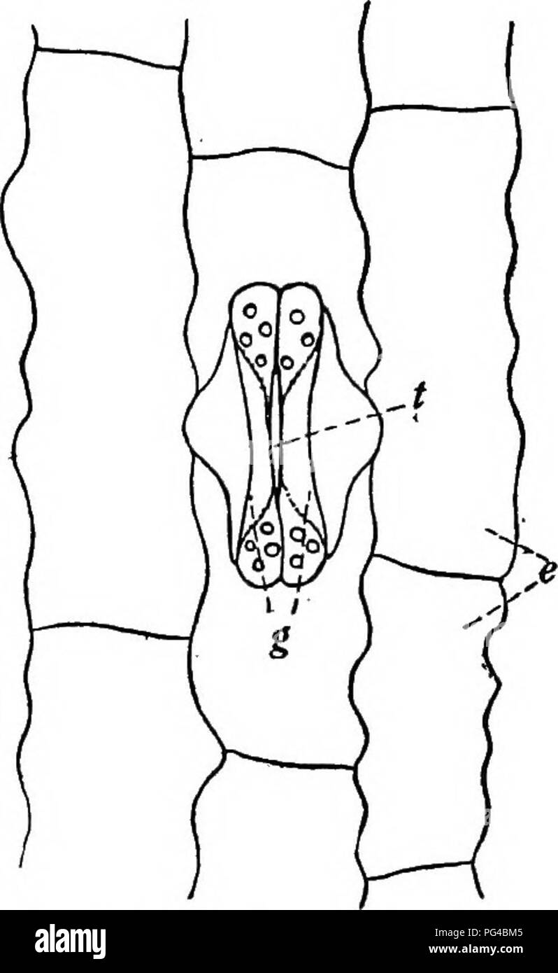 . La botanique pour les étudiants en agriculture . La botanique. La structure cellulaire des feuilles 247 d'une surface d'une petite partie de l'épiderme arraché et fortement amplifié est illustré dans la Figure 2S0. Les cellules épidermiques de cette vue sont de forme irrégulière, mais si étroitement montés ensemble qu'aucune ouverture se produire sauf par les stomates. Une stomie (singulier de stomates) est une structure définie, composée de deux cellules, connues sous le nom de cellules de garde, qui sont ainsi équipés ensemble comme de vous faire une ouverture en forme de fente. Les cellules de garde sont appelés ainsi parce qu'ils régissent la taille de l'ouverture. Certaines plantes, comme le gras Banque D'Images