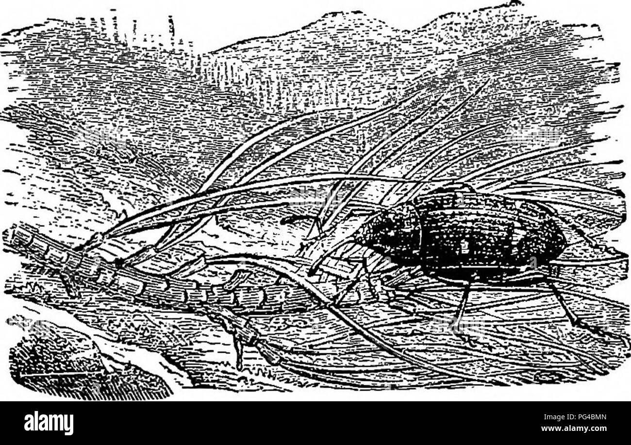 Un guide complet des pratiques forestières aux États-Unis, mettant l'accent sur la plantation et l'entretien des arbres forestiers à des fins ornementales et lucratives. Il comprend des suggestions pour la création de terres boisées et la gestion de la croissance forestière afin de maximiser les avantages à long terme. Banque D'Images