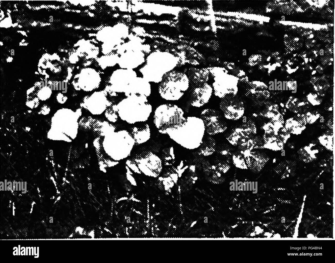 . La botanique pour les étudiants en agriculture . La botanique. La Figure 222. De nombreux arbres ainsi que de nombreuses plantes herbacées, telles que le coton, trèfle, luzerne, tomates, pommes de terre, de sarrasin, et le lin, ont la disposition des feuilles de rechange. Dans les deux feuilles opposées apparaissent à chaque nœud de chaque côté de la tige, et les paires voisines sont plus ou moins perpendiculaires, de sorte que si l'on regarde de haut en bas chaque paire de feuilles alterne en position avec la paire au-dessus et avec la paire ci-dessous comme illustré à la Figure 223. En face de l'arrangement est également courant chez les plantes ligneuses et herba Banque D'Images