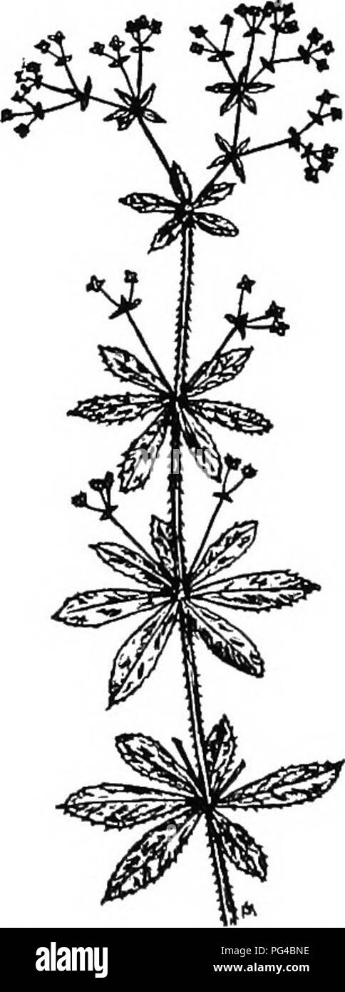 . La botanique pour les étudiants en agriculture . La botanique. Fig. 223. - Un tournesol sauvage avec des feuilles opposées. Après Bailey. Fig. 224.-Sweethearts (Oalium, aparine), l'une des mauvaises herbes qui avait des feuilles en verticilles. Après Beal. Mich. Agr. Exp. Sta.. Veuillez noter que ces images sont extraites de la page numérisée des images qui peuvent avoir été retouchées numériquement pour plus de lisibilité - coloration et l'aspect de ces illustrations ne peut pas parfaitement ressembler à l'œuvre originale.. Martin, John N. (John Nathan), b. 1875. New York : John Wiley & Sons, Inc. ; Banque D'Images