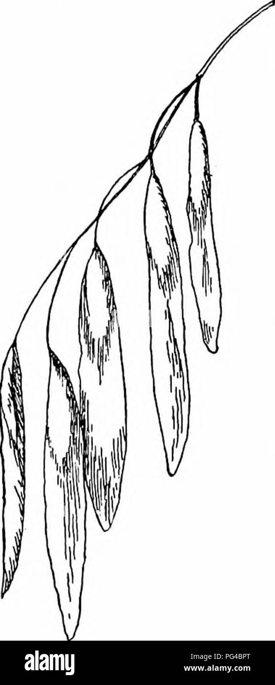 Ce guide fournit une étude populaire sur les arbres indigènes, offrant des descriptions détaillées de leurs habitudes et de leurs caractéristiques. Il constitue une ressource essentielle pour l'identification des arbres et la compréhension de leurs rôles écologiques. Le livre se concentre sur les espèces communes en Amérique du Nord et leurs caractéristiques distinctives. Banque D'Images