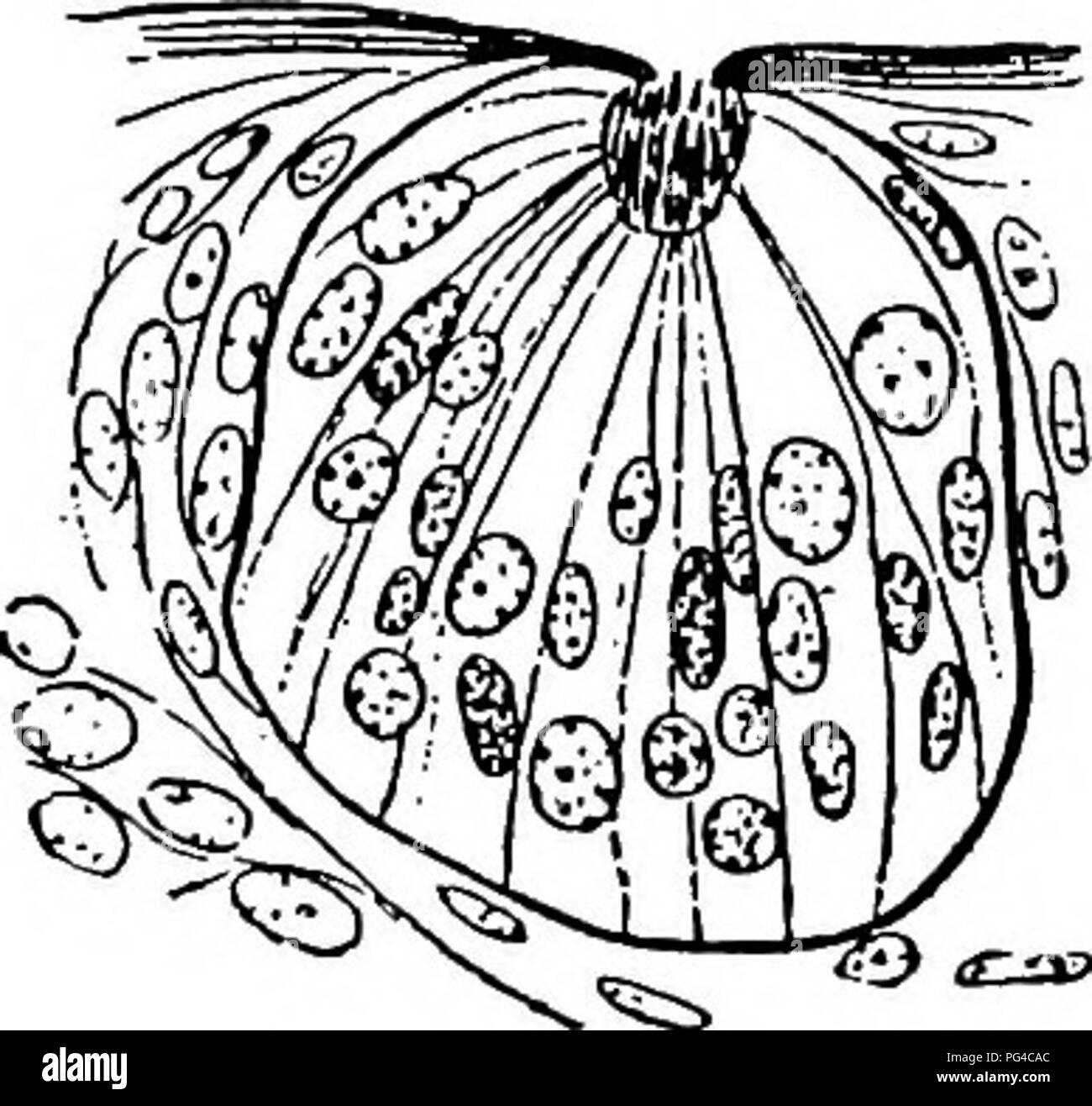 . L'odorat, le goût, et des sens chez les vertébrés . Sens et de sensation ; vertébrés. Anatomie de l'organe gustatif 117. Le matériel humain et par Heidenhain (1914) chez le lapin. 5. La composition cellulaire. Les cellules qui composent les papilles sont disposés de façon à donner à chacun l'apparence quelque peu bourgeon d'une fleur ou d'un bouton de la nouvelle feuille pas encore dépliées. Comme il a été dit déjà, ces organes ont été décrites dans la peau des poissons dès 1851 par testicule et ont ensuite été simultanément et indépendamment découvert dans la bouche des vertébrés supérieurs *par Loven (1867) un Banque D'Images