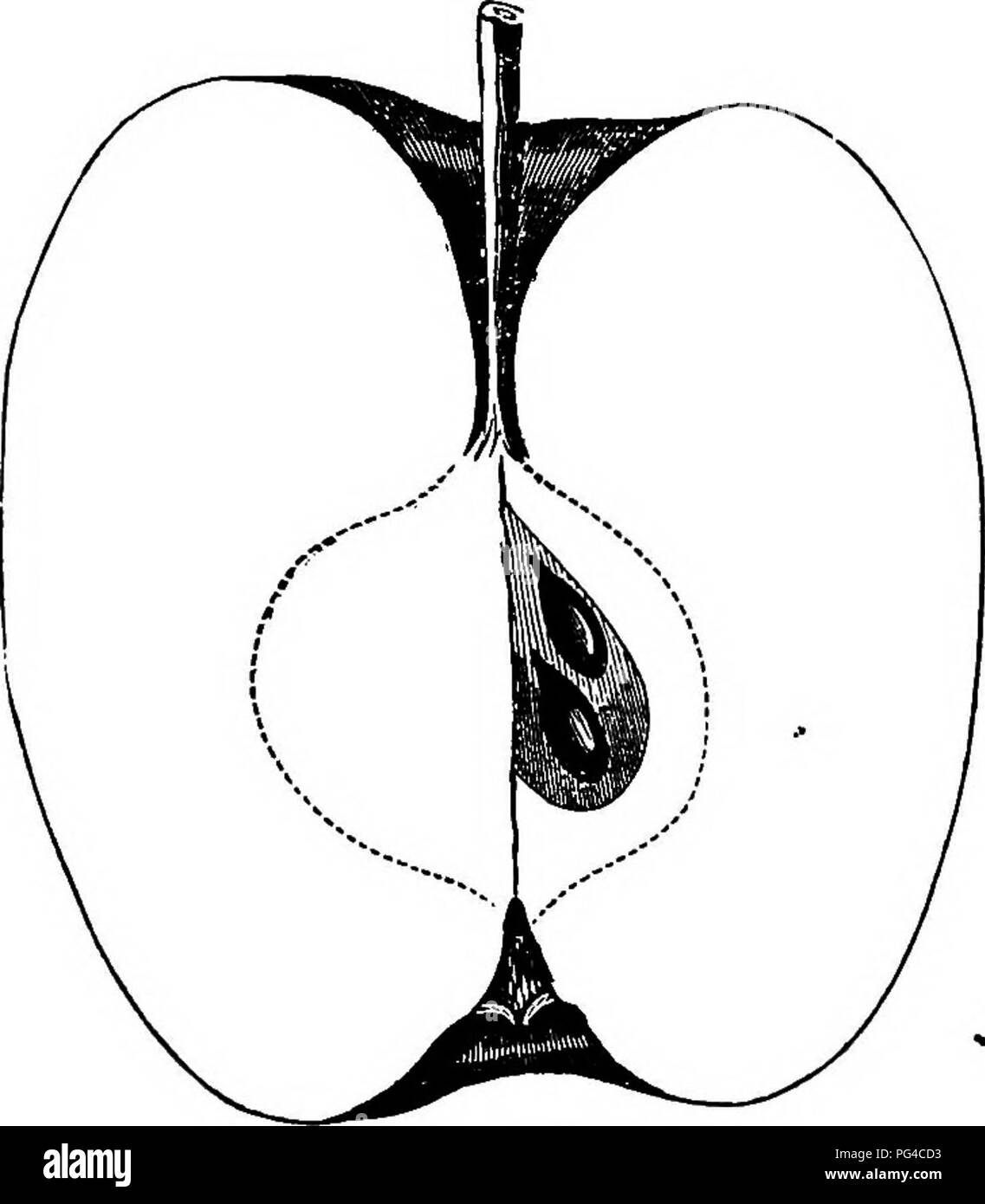 . American pomologie : pommes . Les pommes. 680 DESCBIPnONS DE POMMES. Les premiers résultats ; la propagation, plutôt retombantes, productifs ; pousses sveltes, light brown, bourgeons petites ; feuillage plutôt éparse, grisâtres. Fruit de longueur moyenne, ronde ou oblongue, conique, tronqué, regu- lar, Surface très lisse, jaune cireux, intégralement couverts. Fig. 282.-JONATBUN. rouge foncé brillant, mixte à rayures et points, minute, rus- nervure. Profondeur du bassin, réguliers, russet-veinées ; yeux Petit, fermé, vert. Aiguë, profonde cavité, régulière, d'un brun rougeâtre ; tige longue et mince. Moyen de base, arrondies et ovale, régulière, fermée, à peine l'œil embrassantes ; semences nu Banque D'Images