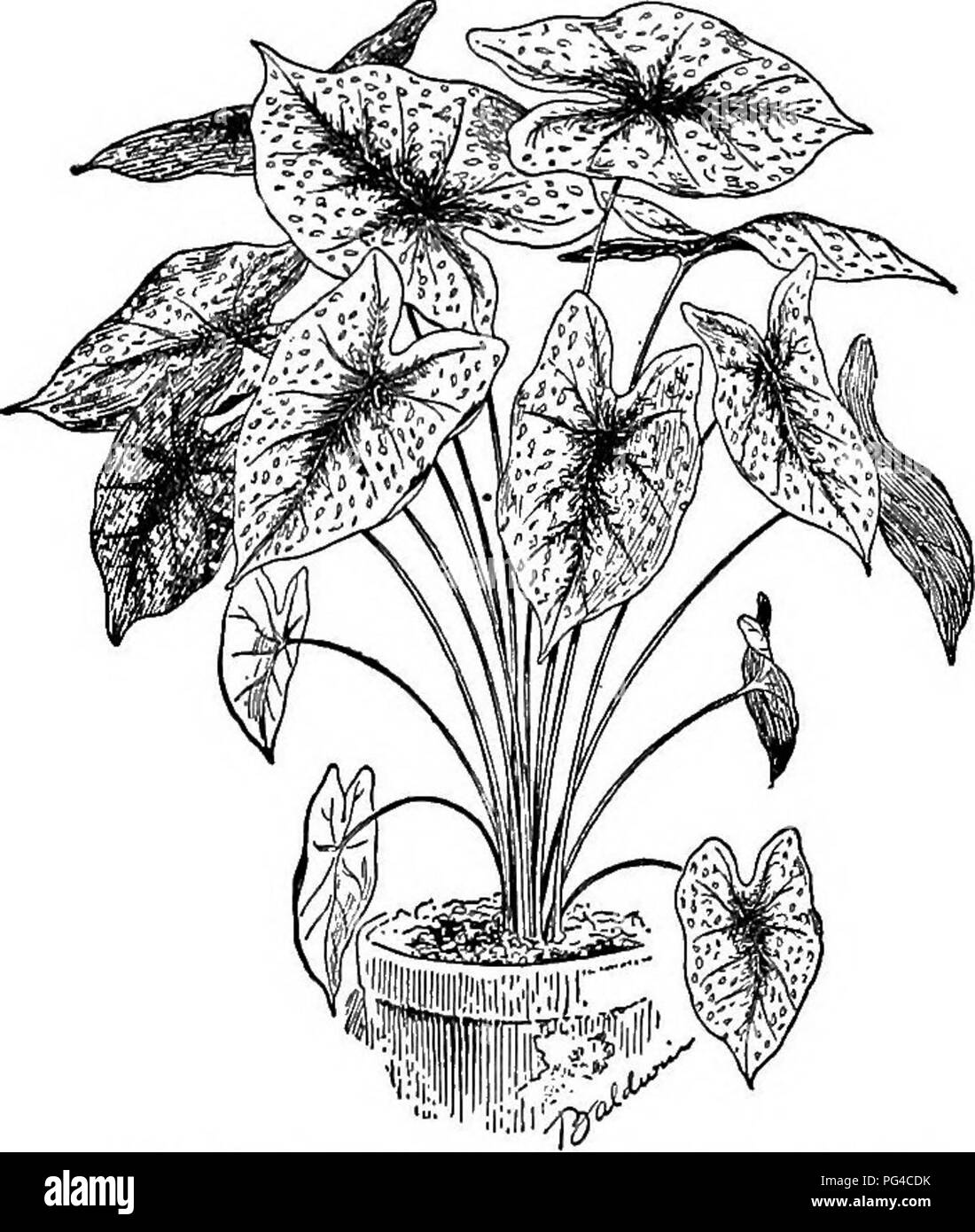 . Cyclopedia of American horticulture, comprenant des suggestions pour la culture de plantes horticoles, les descriptions des espèces de fruits, légumes, fleurs et plantes ornementales vendues aux États-Unis et au Canada, ainsi que des notes biographiques et géographiques. Le jardinage. 208 CALADIUM CALADIUM (1) Veines rouge. 2. Var. marmdreum, Engl. Vert terne, avec la lame d'un rouge brunâtre, nerfs, bordée de jaune. 3. Var. erythrceum, Engl. (G. Schmitsii, Lem. C. cor- d&amp;tum, Soit.). La nervure et les nerfs rouge. I.H. 8:297. 4. Var. pictum, Engl. Avec des taches blanches ou rouges entre les nervures rouges. S- UN Banque D'Images