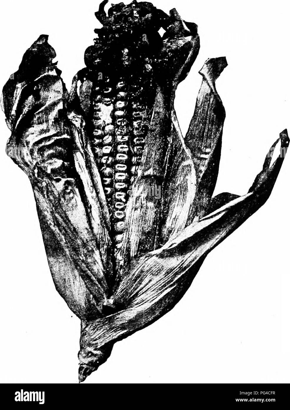 . Le livre du maïs : un traité complet sur la culture, la commercialisation et les utilisations du maïs en Amérique latine et ailleurs, pour les agriculteurs, les négociants, les fabricants et autres : un manuel complet sur la production, la vente, l'utilisation et du commerce des cultures de plus grande du monde . Le maïs. Les nouvelles utilisations du maïs 315 Valeur comptable des couleurs dans l'impression de tissu. Différents grades ot d'amidon, de blanchisserie, de comestibles sont également produites. Ces produits peuvent être considérés comme le principal ou. Fig 94-épi de maïs Smutted Cette oreille est touchée, avec seulement le charbon à l'extrémité où il était imparfaitement couverts par la balle. A partir de Photo prêtée par l'INDI Banque D'Images
