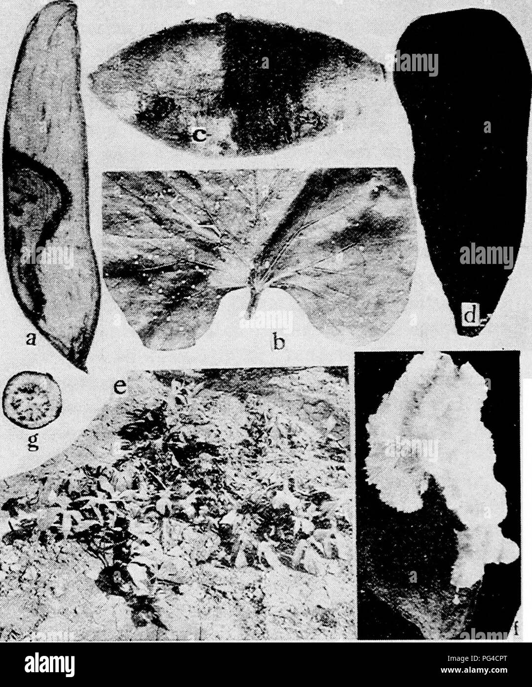 . Les maladies des cultures et leur contrôle du chariot . Les légumes. Fig. 27. Les maladies de la pomme de terre douce. a. Le Trichoderma rot, 6. La septoriose, c. sol teinté, d. La pourriture charbonneuse, e. La pourriture des racines du Texas : avis le centre de la colline est mort, tandis que les pousses sont vivants en tant qu'ils sont pris en charge par les racines formées au niveau des noeuds des vignes, /. sweet potato artificiellement inoculés avec Sclerotium rolfsii, g. nécrose nette.. Veuillez noter que ces images sont extraites de la page numérisée des images qui peuvent avoir été retouchées numériquement pour plus de lisibilité - coloration et l'aspect de ces illustrations ne peut pas p Banque D'Images