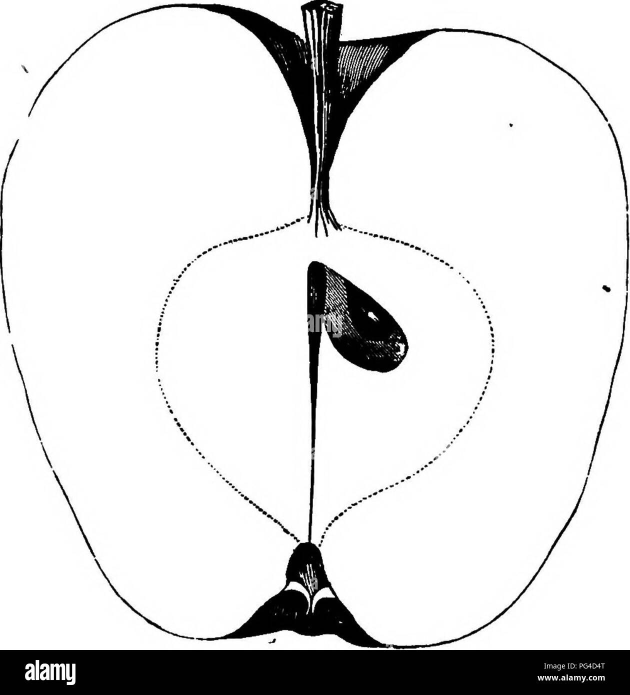 . American pomologie : pommes . Les pommes. IL CLASSE LES POMMES. conique-II. II. II. 539, lisse, jaune-verdâtre pâle et rayé mixte- violacé j-cd ; Points dispersés, d'éminents, jaune. Profondeur du bassin, abrupt, ondulé ; yeux grand, long, ouverte. Grande cavité, ondulé, brown tige ; snort. Gore grand, régulière, fermé ; axe très courte ; semences nu- mères, long et pointu ; chair jaune, fine, tendre, juteuse, douce saveur sous-acide, riche, agréable, la qualité meilleure, ou presque ; utiliser, table,- cuisine, séchage ; saison, d'octobre à décembre. Esopus SpitzeDberg ;. New York d'origine, sur l'Hudson. Ce fruit a changé de la CLIA Banque D'Images