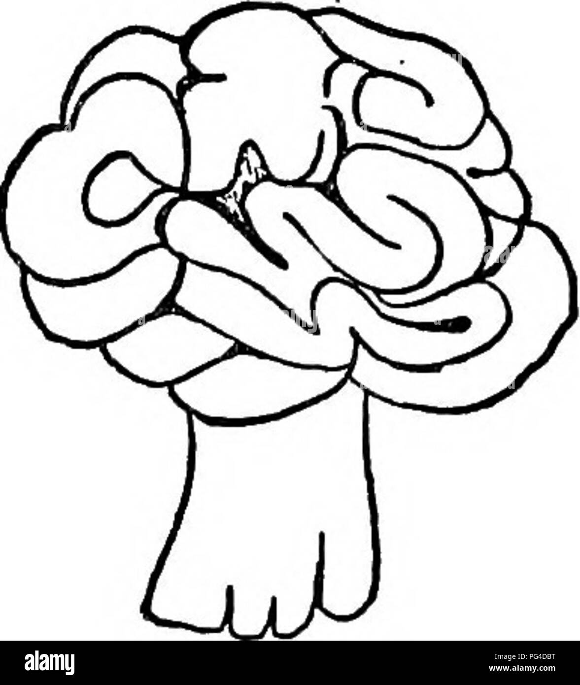 . Le livre de champignons. Un guide populaire pour l'identification et l'étude de nos champignons roturier, avec un accent particulier sur la variétés comestibles. Les champignons, Côté Cuisine (champignons) ; cbk. Genre Morchella genre Gyromitra le genre Gyromitra contient sept espèces. Ces ont les ascomata distinctement pétiolées, et la surface supérieure couverte d'gyrose se plie. Le plus grand sac de spores de champignons appartiennent à ce genre. Gyromitra esculenta (comestibles) Cap-Bay rouge, rond, lobées, irréguliers, gyrose-froissé, attachés à la tige en plusieurs endroits. Creux, blanc, et inégale à l'intérieur. Des souches creuses, blanchâtre, scurfy. Deux ou plus de pouce Banque D'Images