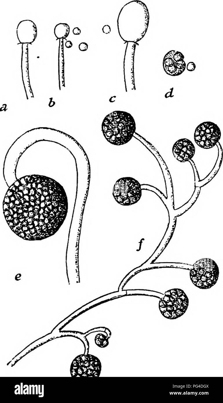 . Un texte-livre de mycologie et pathologie des plantes . Les maladies des plantes ; champignons dans l'agriculture ; maladies des plantes ; les champignons. Annexe VI 7018. Foliacées columelle. (9) lisse de la columelle. (10) 9. Les sporangiophores ne dépasse jamais 2 mm., sporanges 60 à 80/1, spores bon 7 à 8m. 37 M. spinescens Lendner. Au cours de i' les sporangiophores cm. et plus de hauteur, spores fréquemment ponctué, 5 à 8 ii. 38 M. ptumbeus Bonorden. 09." °. Fig. 242.-lamprosporus Mucor. o, b, t, d, sporangiole ; Columelle ; e, sporange ; /, ramifiés sporangiophore. (Après Lendner.) Les sporanges 75 à 120m de la columelle, campanulée, spores ou piriforme Banque D'Images