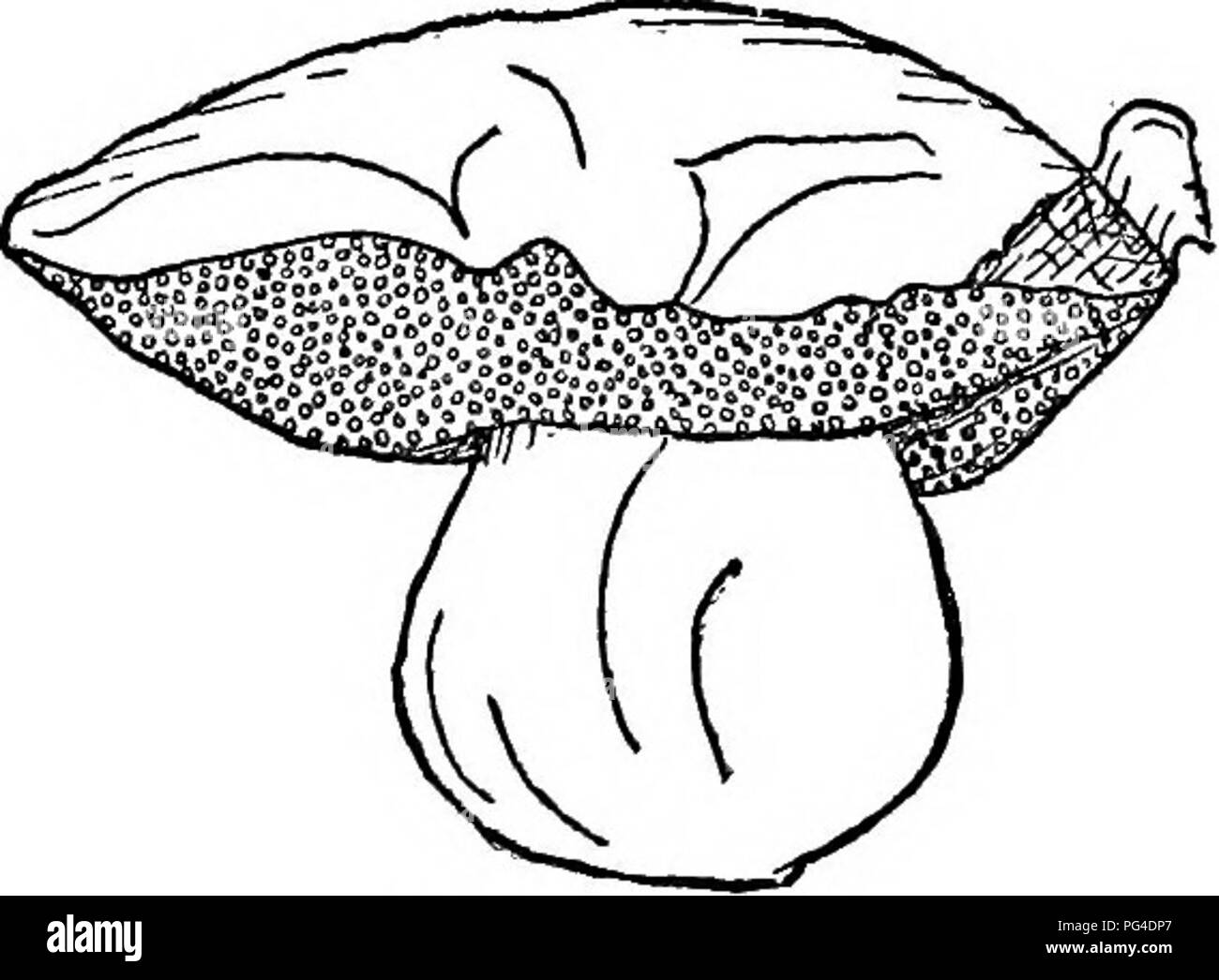 . Le livre de champignons. Un guide populaire pour l'identification et l'étude de nos champignons roturier, avec un accent particulier sur la variétés comestibles. Les champignons, Côté Cuisine (champignons) ; cbk. Genre Boletus Boletus Boletus purpureus pourpre Ca/-sec, velouté. Rouge pourpre. Chair-changeant au bleu, puis au jaune foncé, à la jeune plante. Tubes-jaune ou jaune verdâtre. Bouche minute, orange teinté de violet, changeant en bleu où blessés. Stem-Stout, avec nervures violettes ou des points. Parfois Apex recouvert d'un réseau. Jaune, brun rougeâtre à l'intérieur. Habitat-Bois. Boletus Satanus Cap-lisse, un peu collante. Brun pâle Banque D'Images