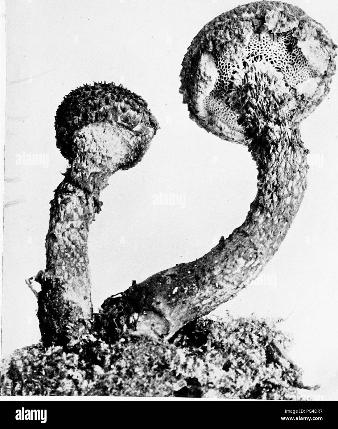 . Le livre de champignons. Un guide populaire pour l'identification et l'étude de nos champignons roturier, avec un accent particulier sur la variétés comestibles. Les champignons, Côté Cuisine (champignons) ; cbk. CONE-COMME BOLETUS (comestible, Mel (StroHlomyces stnbilaceus.). Berk.) noir violacé ; chair blanche, changeant en rouge quand meurtri. Voir p. 102. Veuillez noter que ces images sont extraites de la page numérisée des images qui peuvent avoir été retouchées numériquement pour plus de lisibilité - coloration et l'aspect de ces illustrations ne peut pas parfaitement ressembler à l'œuvre originale.. Marshall, Nina L. (Nina Lovering). New York, Doubleday, Page &am Banque D'Images