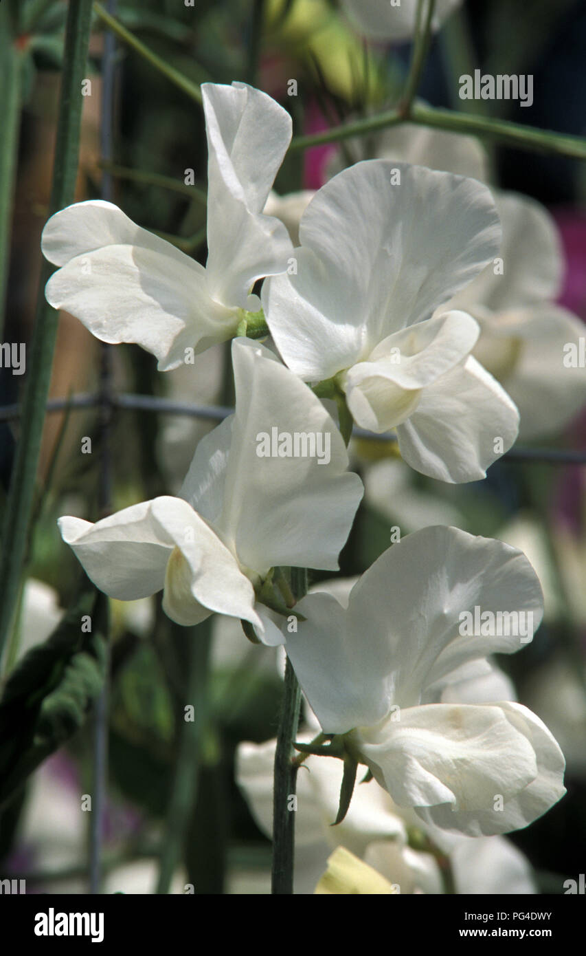 Pois de senteur (Lathyrus odoratus) Saint Valentin fleurs Banque D'Images