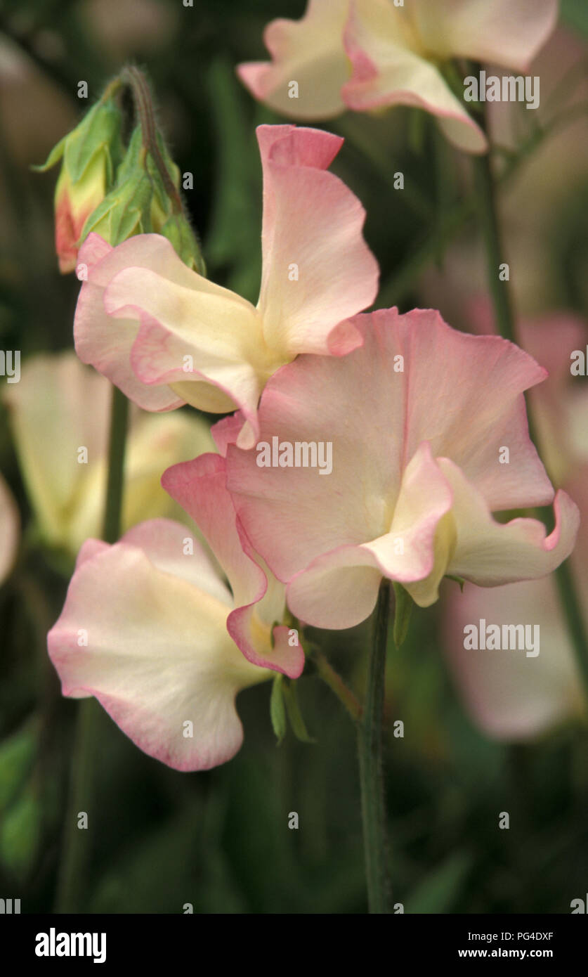 Pois de senteur (Lathyrus odoratus) fleurs Banque D'Images