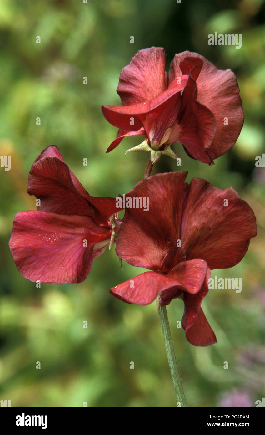 Pois de Bruni ''Bronze'' (Lathyrus odoratus) fleurs Banque D'Images