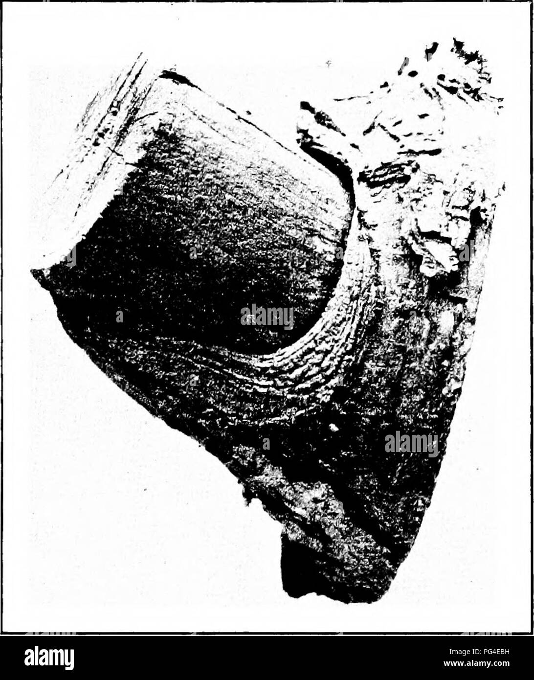 . Les maladies des plantes d'importance économique . Les maladies des plantes. Arbres et bois type 411 (Fig. 184). Après la décomposition à l'intérieur est en bonne voie le toadstools porteuses de spores apparaissent sur la surface de la parties malades, et sont assez généralement reconnu par l'industrie comme un signe de pourriture à l'intérieur.. Fig. 175.-moignon de branche déplacés sans. Après Ind. Agr. Exp. Sta. Une branche, cassée ou sciée, divisé par le vent, écrasée par la chute d'un arbre, rongés par les animaux, oiseaux, picotés par mangés par les insectes, ou blessés d'une autre manière, peut résultat dans le coeur de l'exposition au bois ou sap fungous. Veuillez noter que ces Banque D'Images